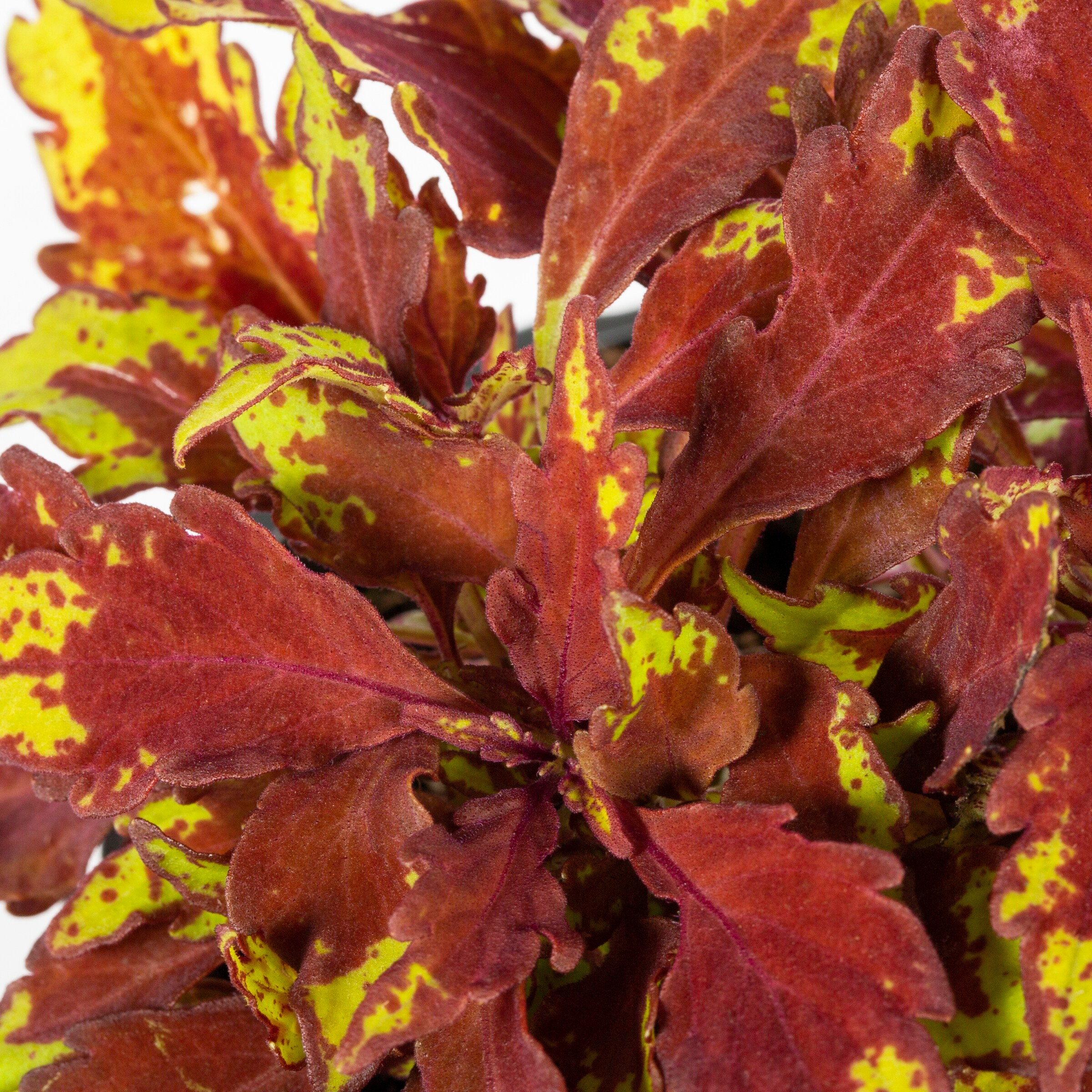 Monrovia 213756 annuals - View #8