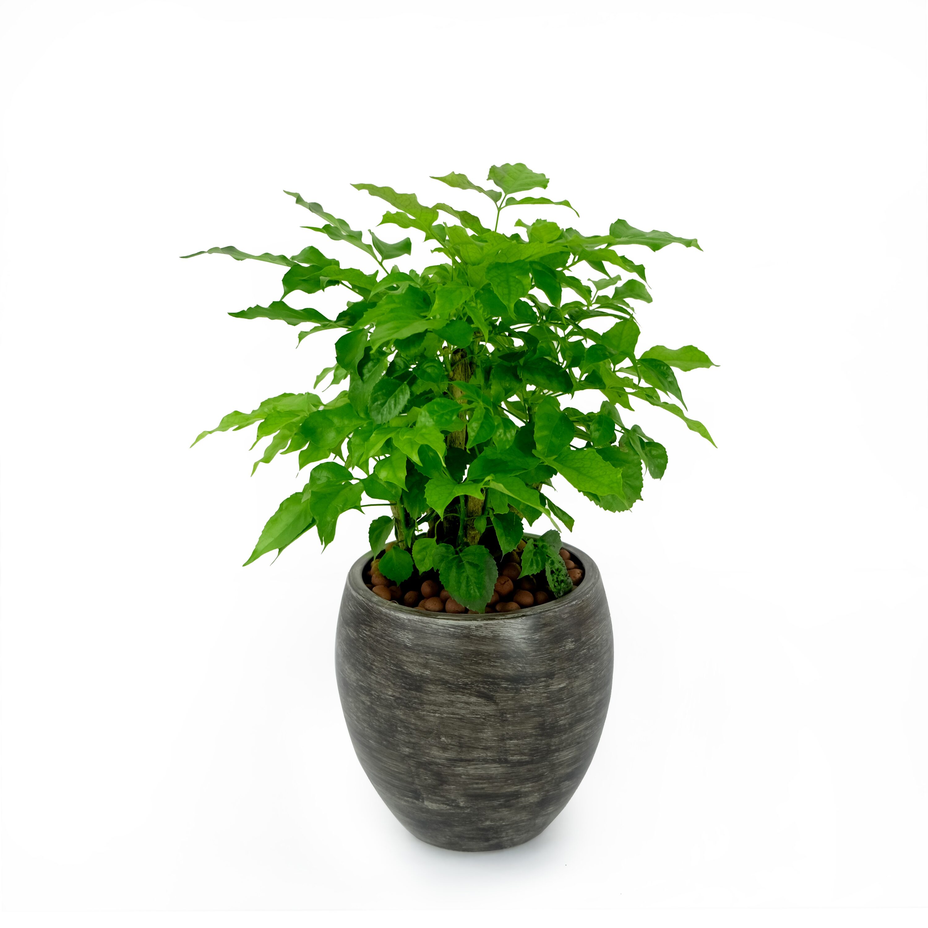 Siavonce XH44626 Planter-Window-Box - View #6