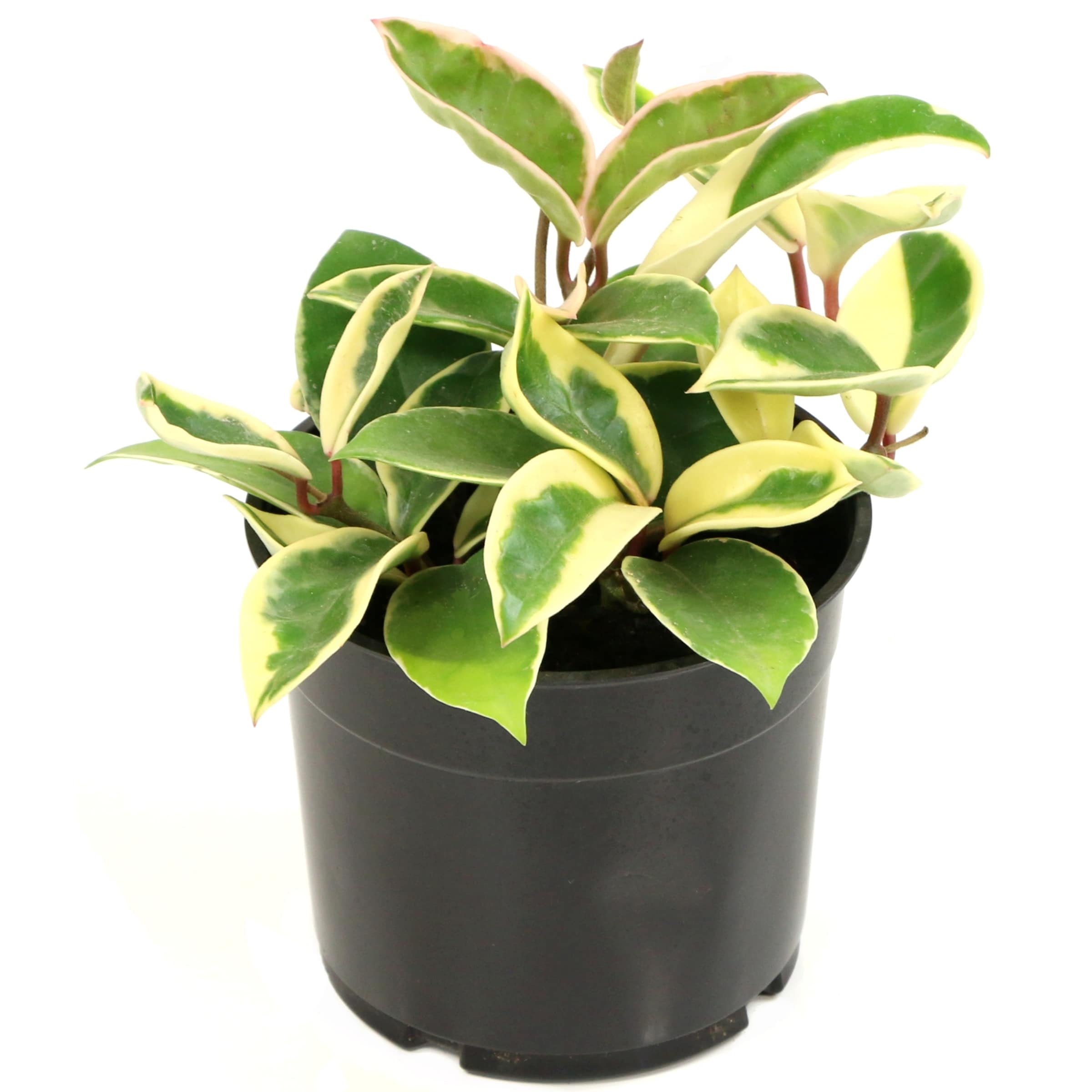 5.5'' Hoya Carnosa Krimson Queen Plant in Grower Container