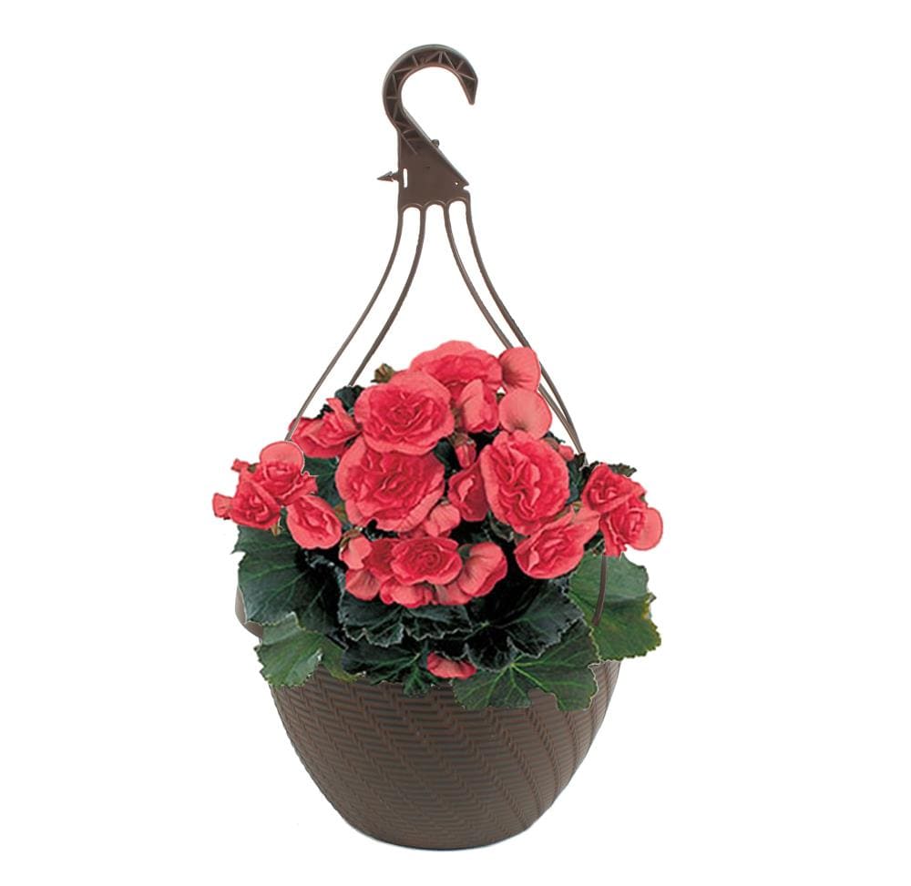 Lowe's 1-3130 annuals - View #4