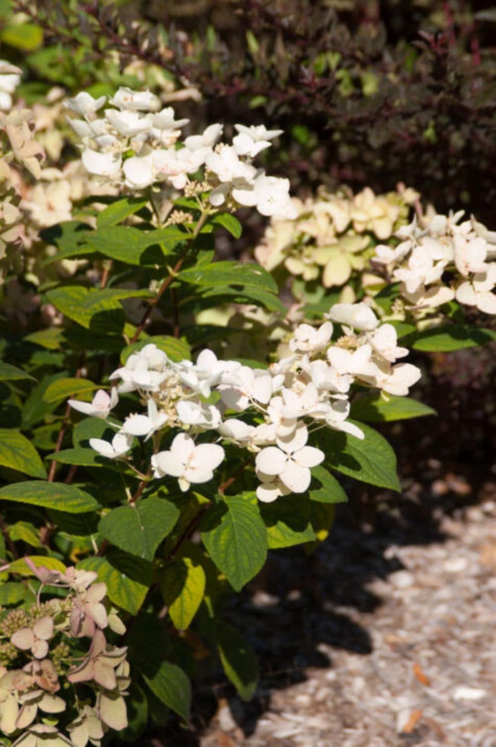 Lowe's NURSERY shrubs - View #5