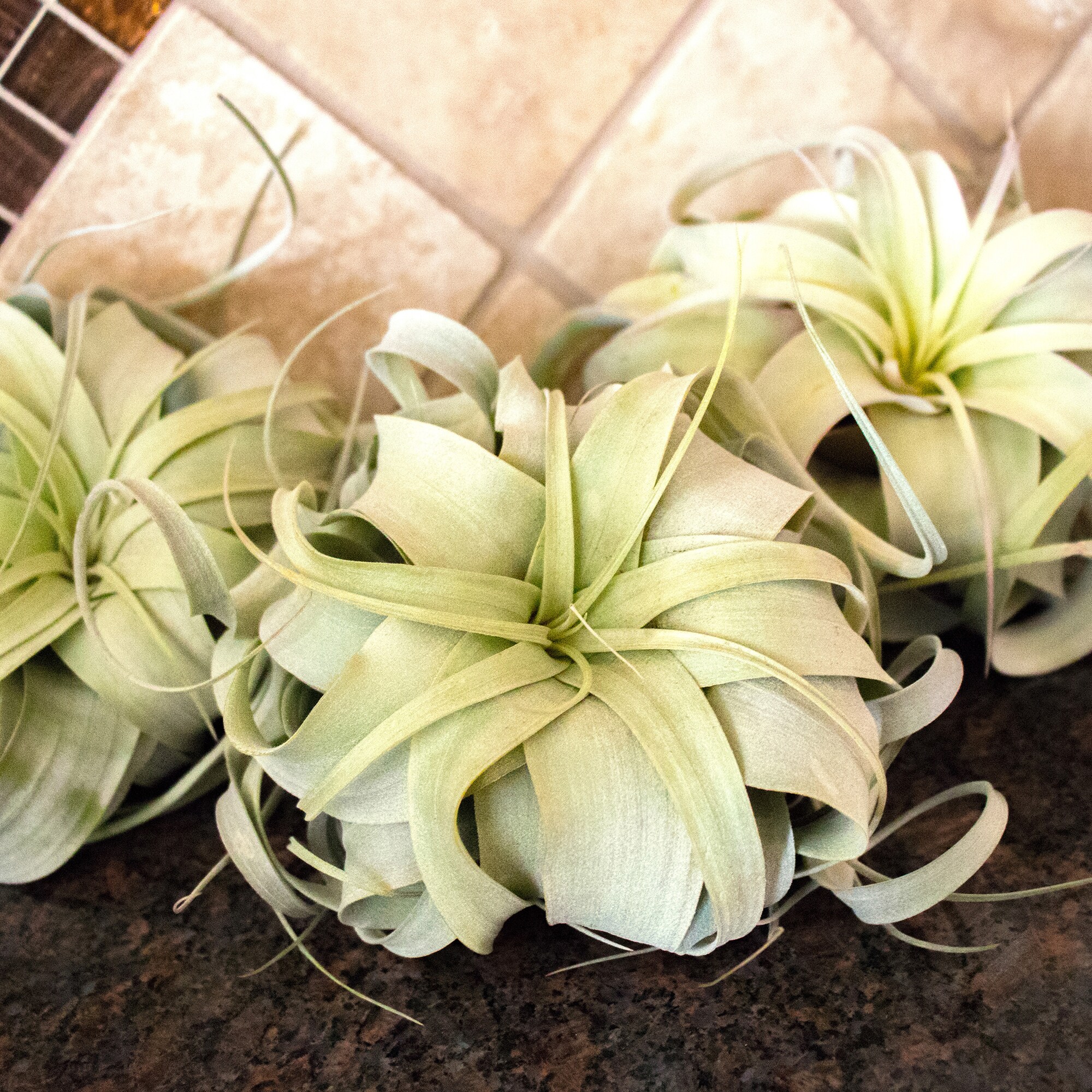 Altman Plants 0881375 hseplants - View #7