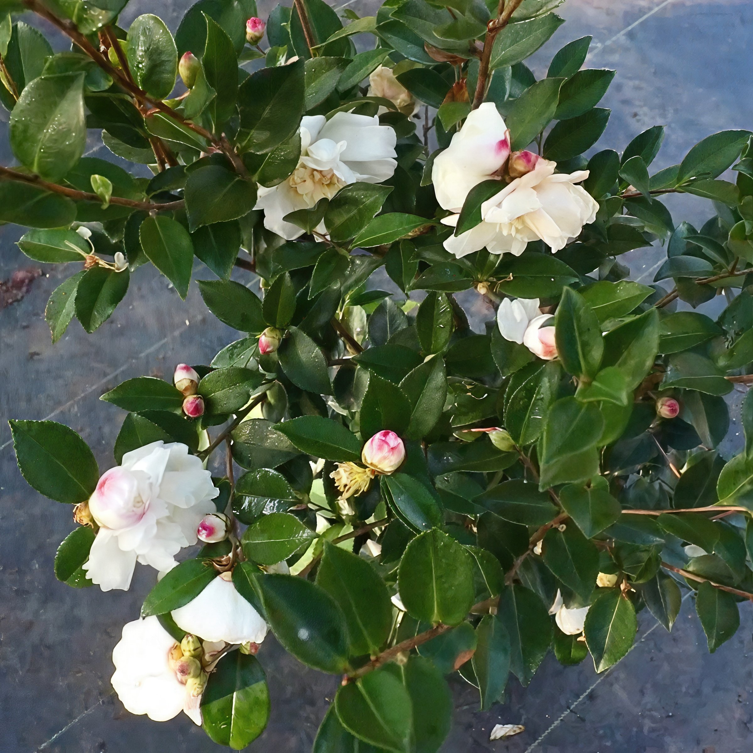 National Plant Network LW2838 shrubs - View #5
