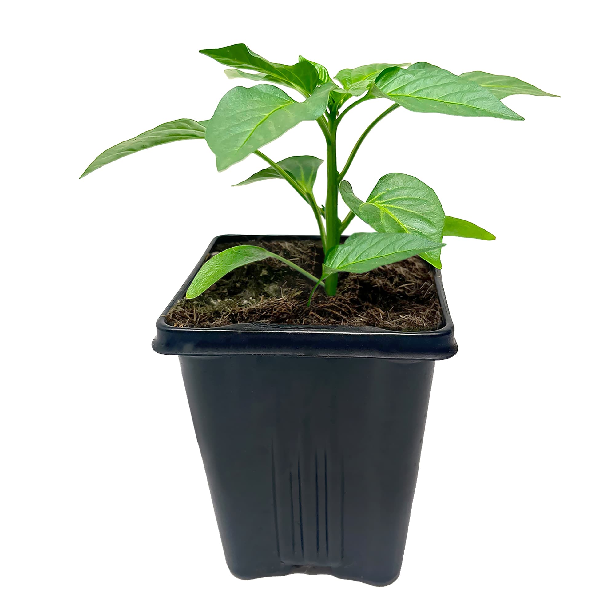 Altman Plants 0873051 Banana Pepper Plant in Pot