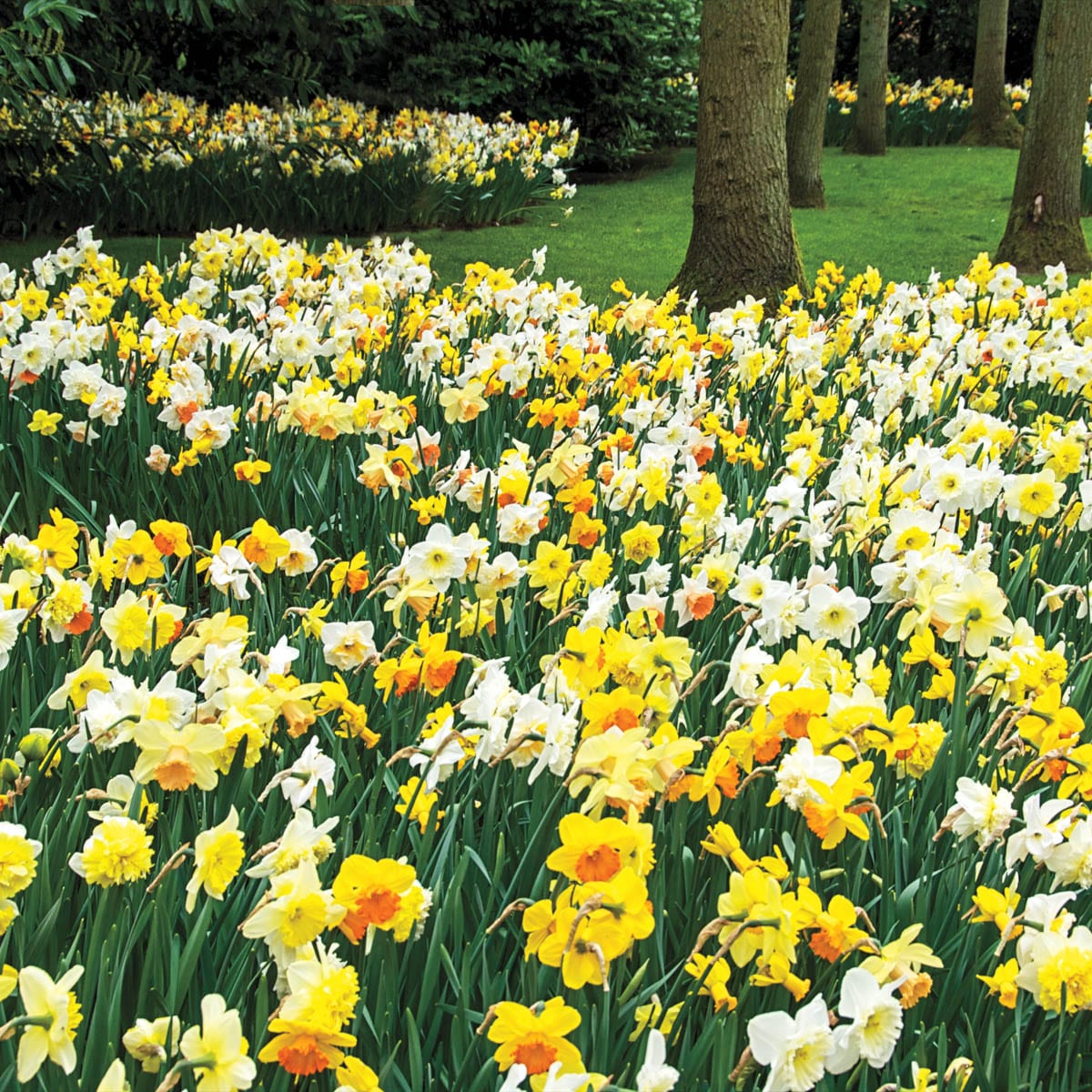 Breck's 87959 Plant-Bulbs - View #2