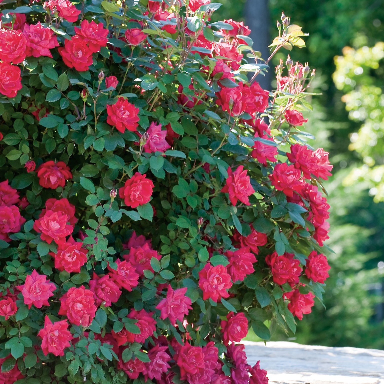 Altman Plants 0881315 roses - View #4