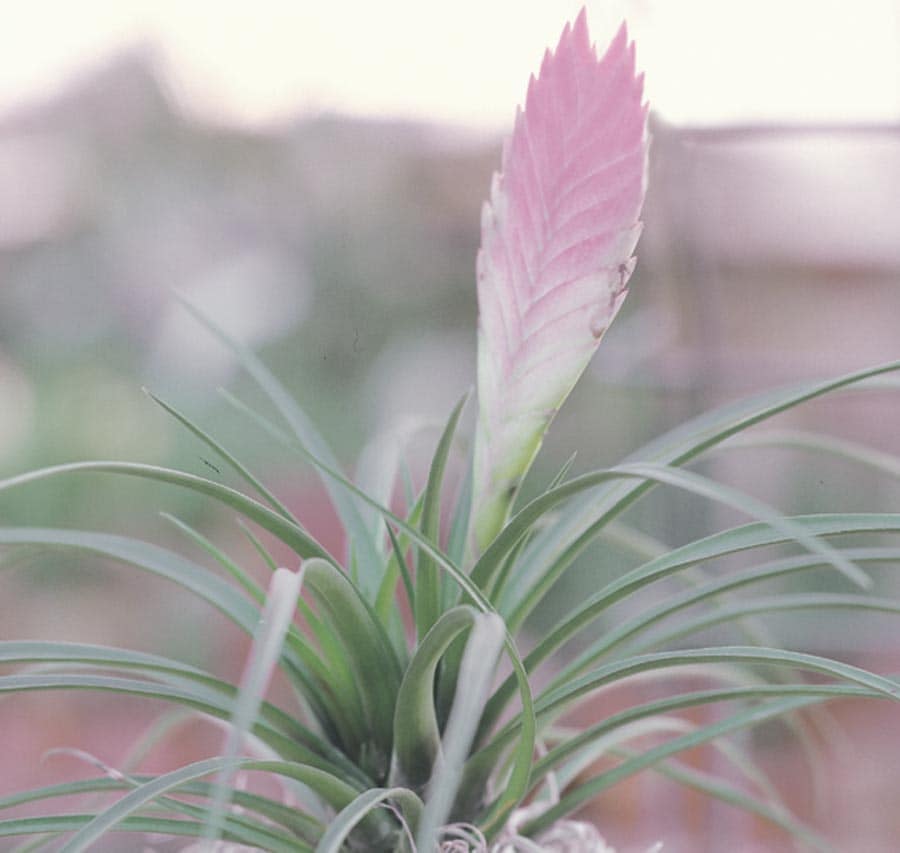  NURSERY Pink Quill Plant in