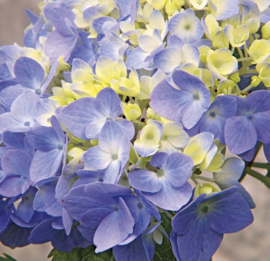  NURSERY Blue Nantucket Blue Hydrangea Flowering Shrub in 3-Gallon (s) Pot