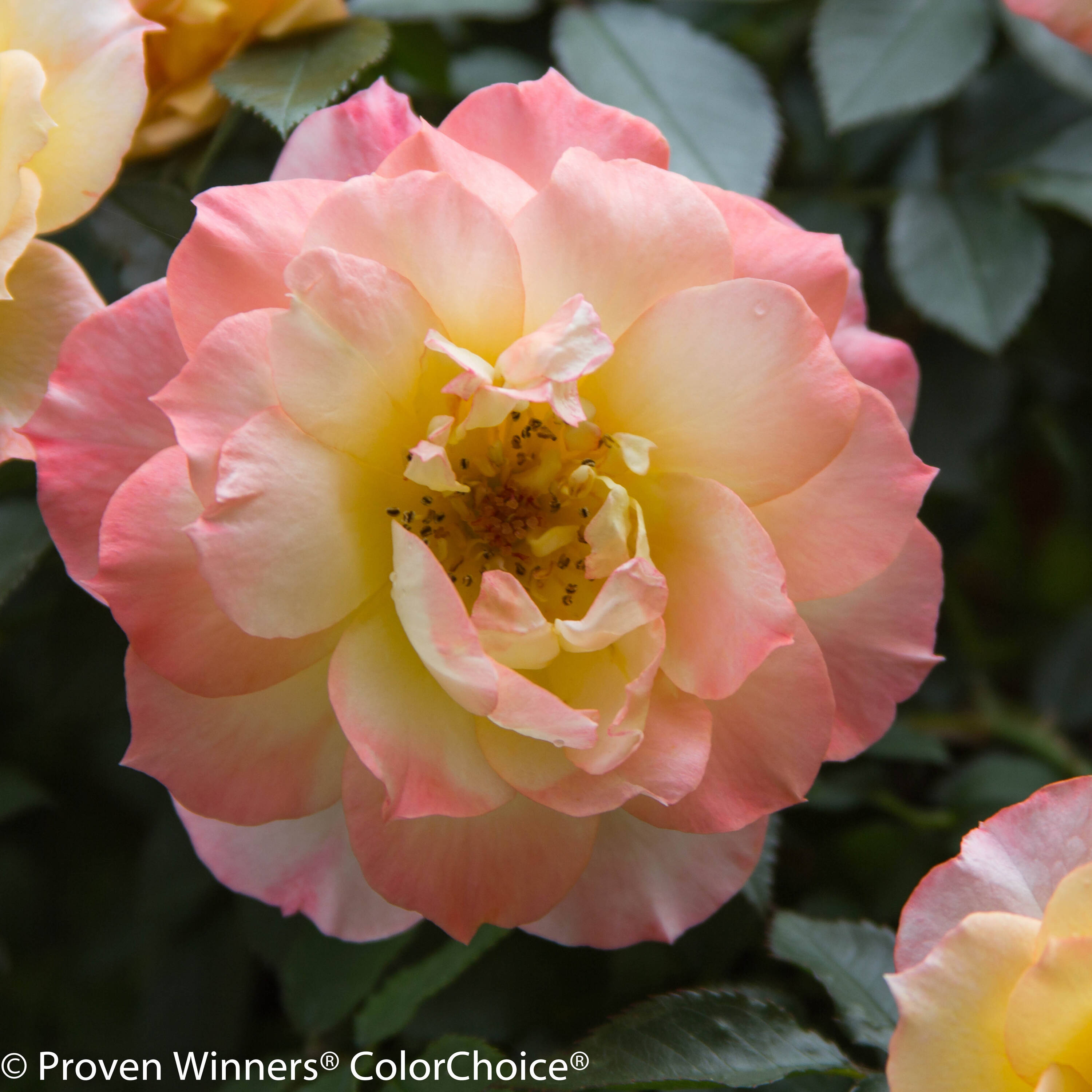 Proven Winners ROSPRC1087800 shrubs - View #5
