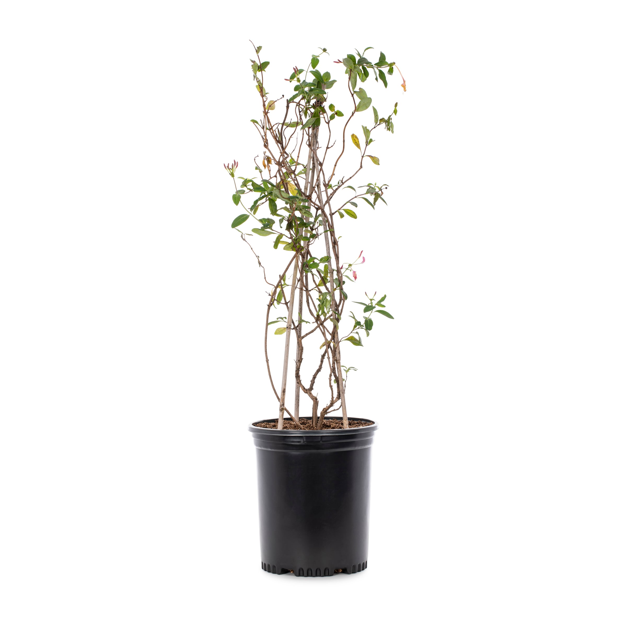 Spreading Plant Honeysuckle Shrubs at Lowes.com