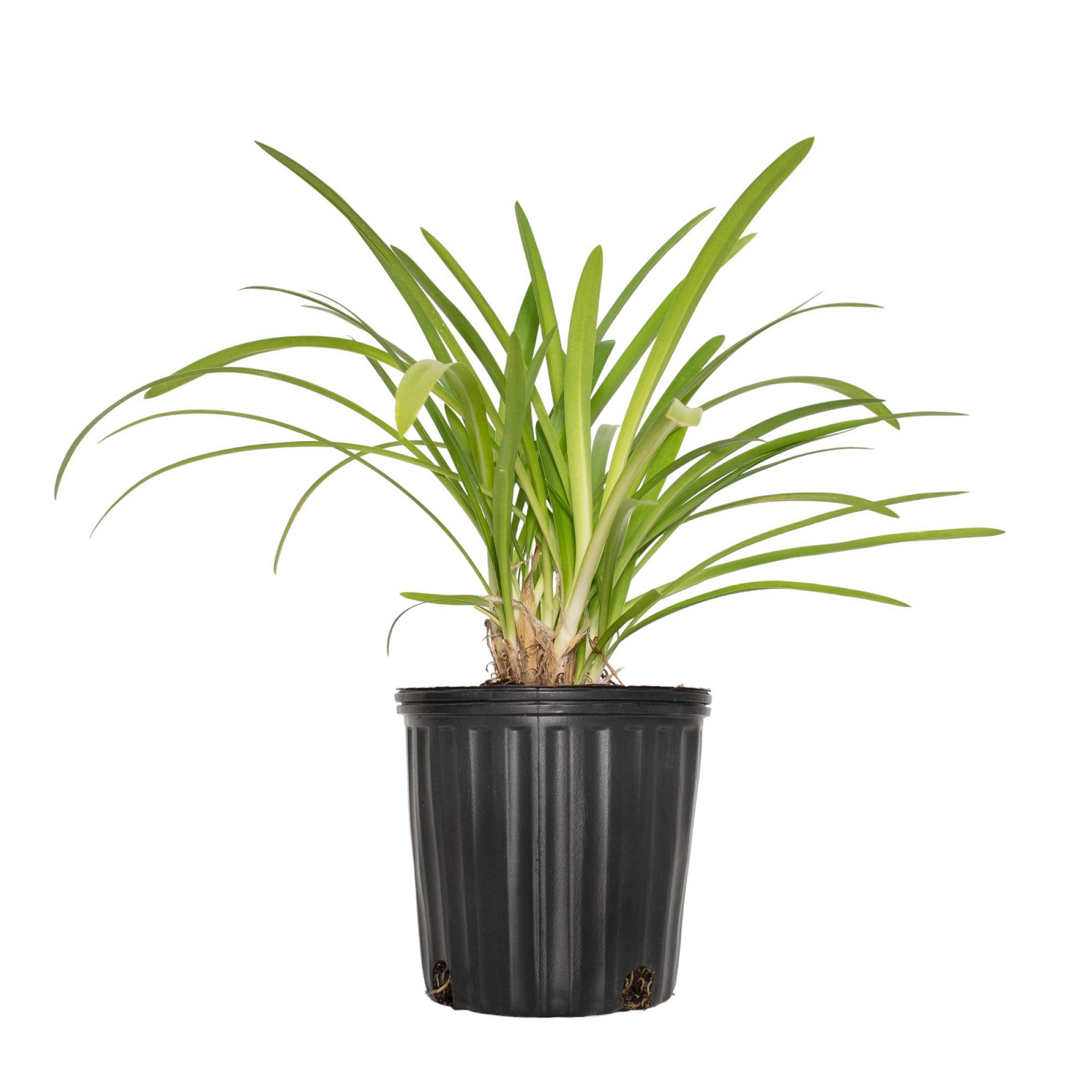National Plant Network LW1802 perennials - View #6