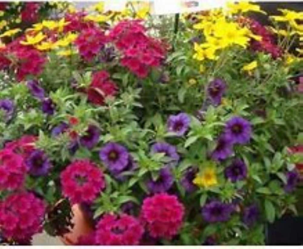 Lowe's NURSERY Multicolor Rdy Rfl Trx Crazy in 3-Quart Pot