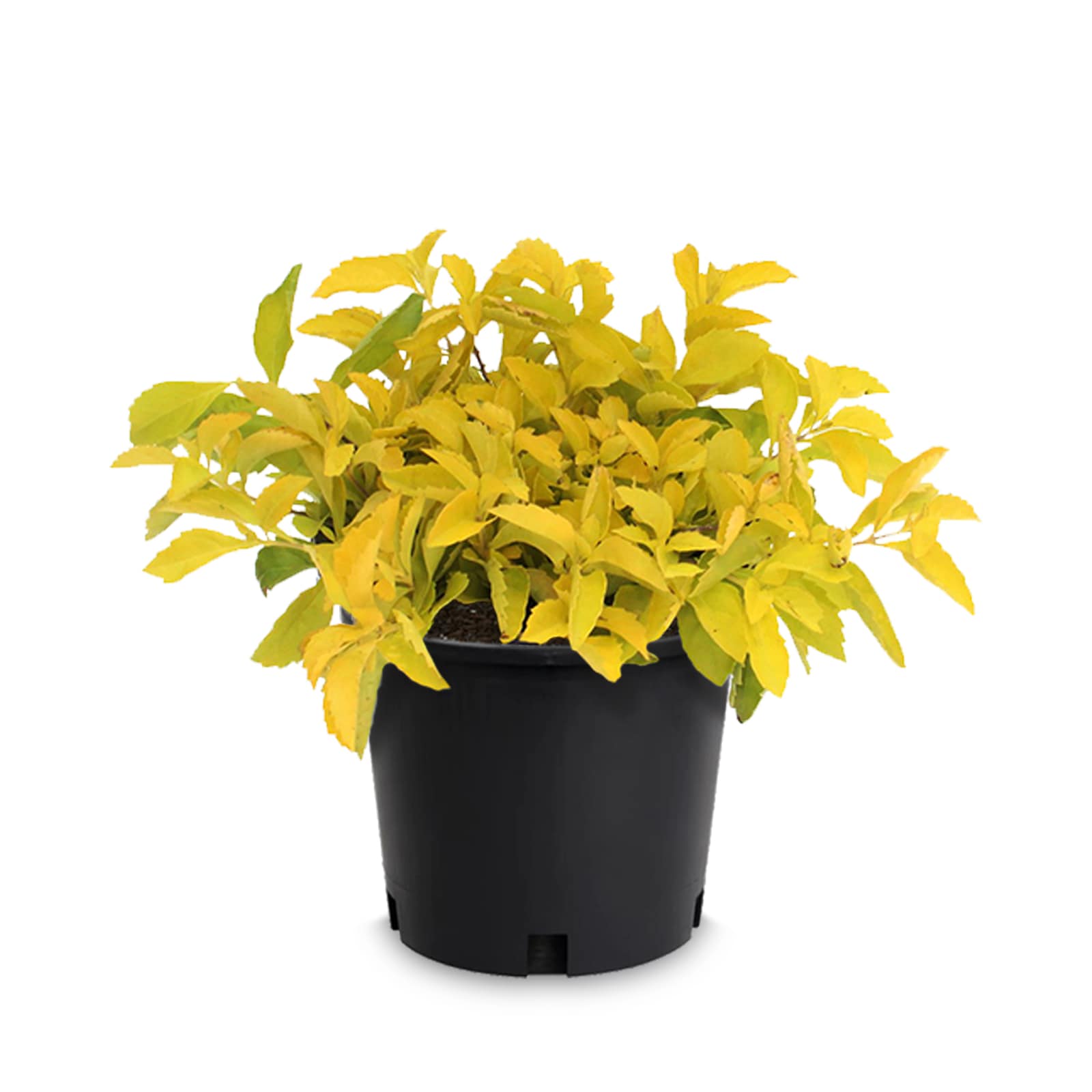 Lowe's 173165 Lavender Sky Flower in 2.5-Quart Pot