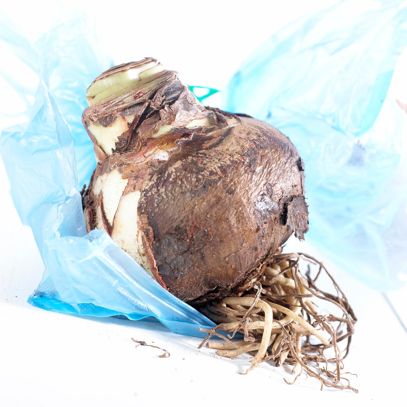 Van Zyverden 88418 Plant-Bulbs - View #4