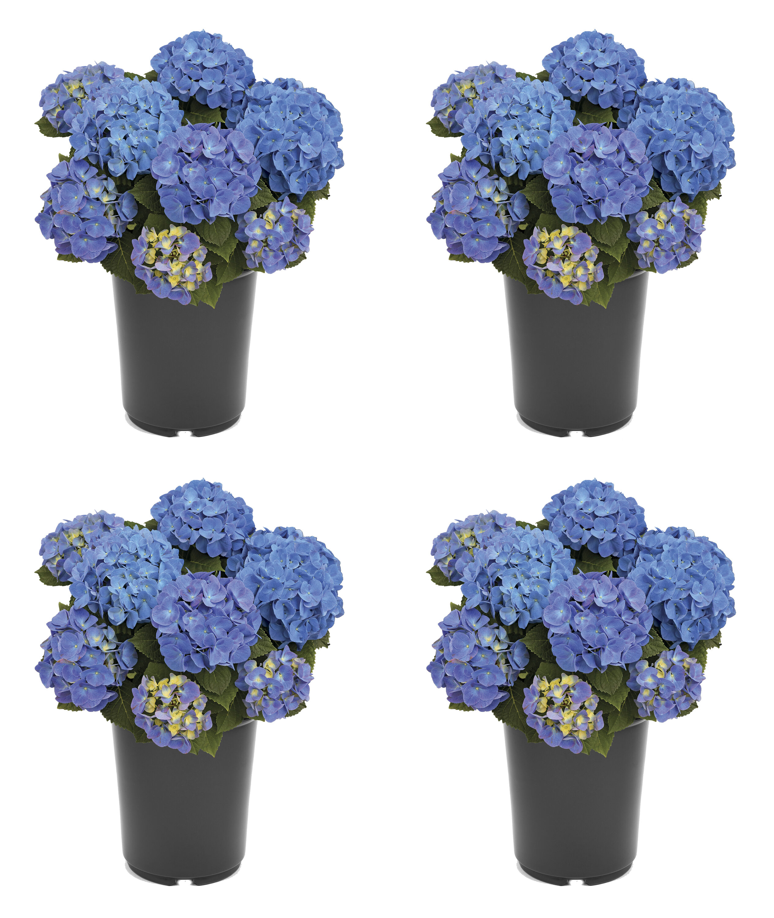  3063 Hydrangea macrophylla 'Jip Blue' Flowering Shrub in 2.5 -Quart Pot 4 -Pack with Blue Blooms