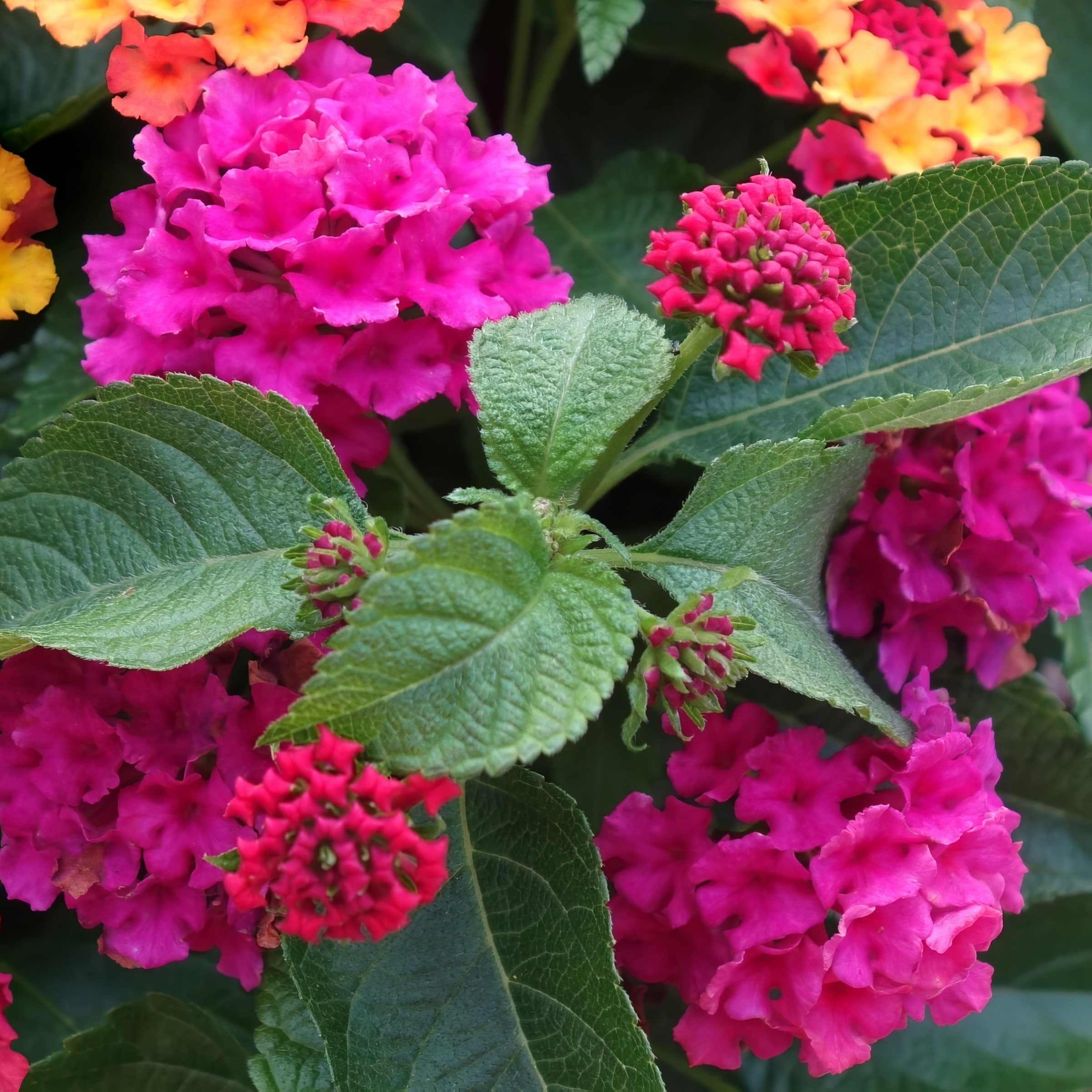 National Plant Network LW1573 annuals - View #3