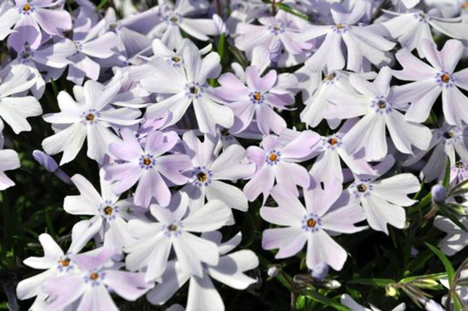 Hirt's Gardens - Emerald Blue Creeping Phlox Perennial - Potted - Live Plant -  Quart Pot