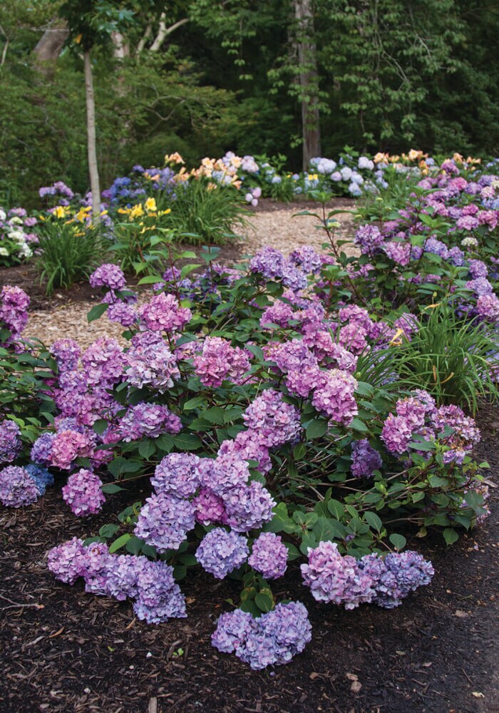 Endless Summer Multicolor Bloomstruck Hydrangea Flowering Shrub in 2 ...