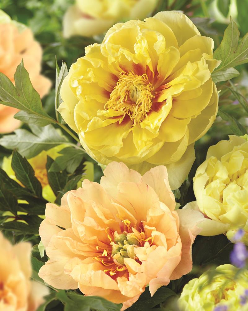 Peony Bartzella - Canary Brilliant Plant Bulbs at Lowes.com