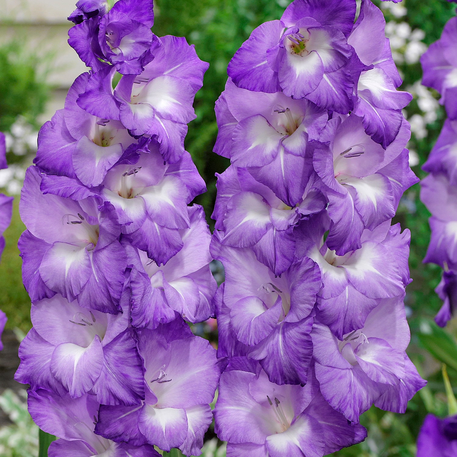 Van Zyverden Multicolor Gladiolus Large Flowering Nori Bulbs 12-Count ...