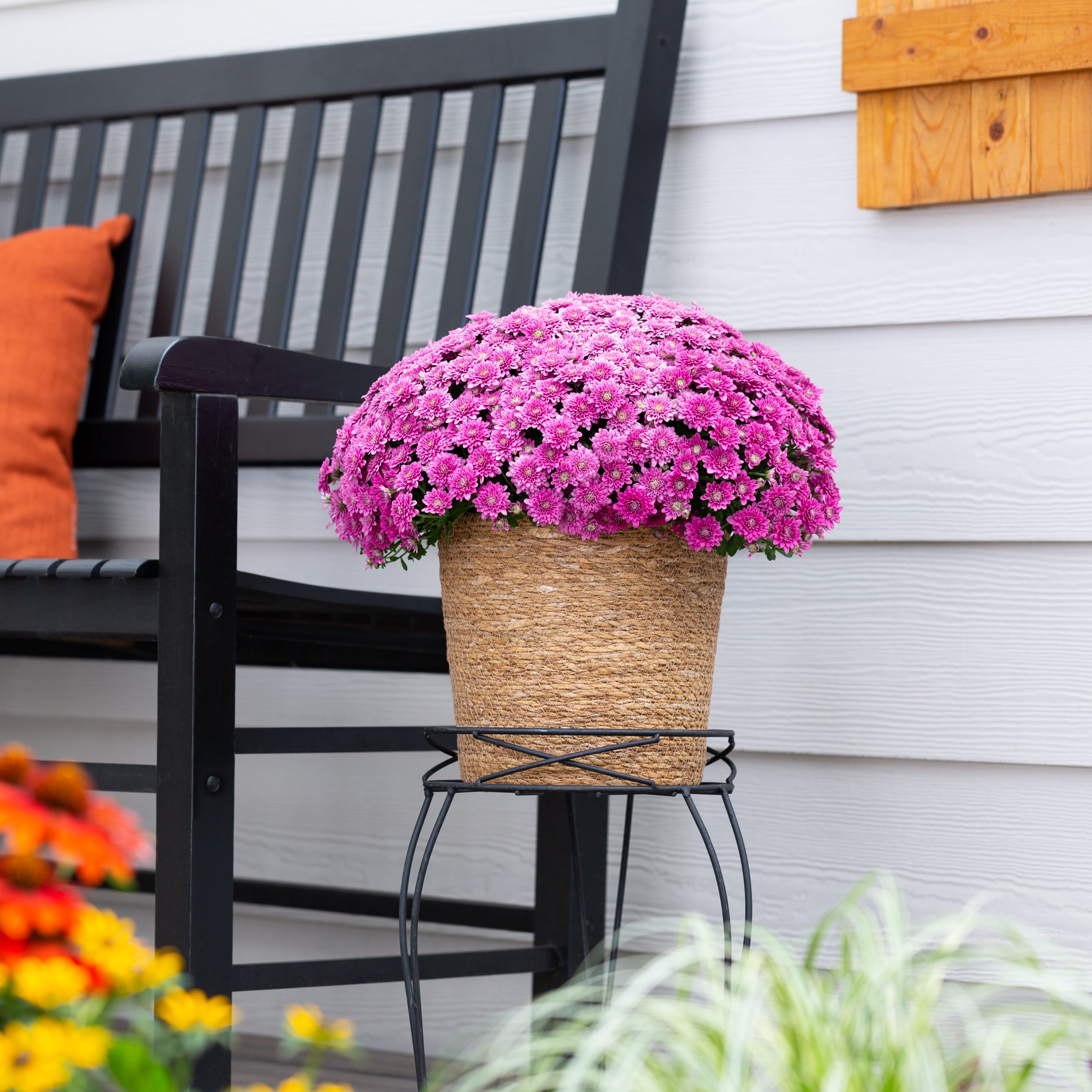 Monrovia 5265 annuals - View #4