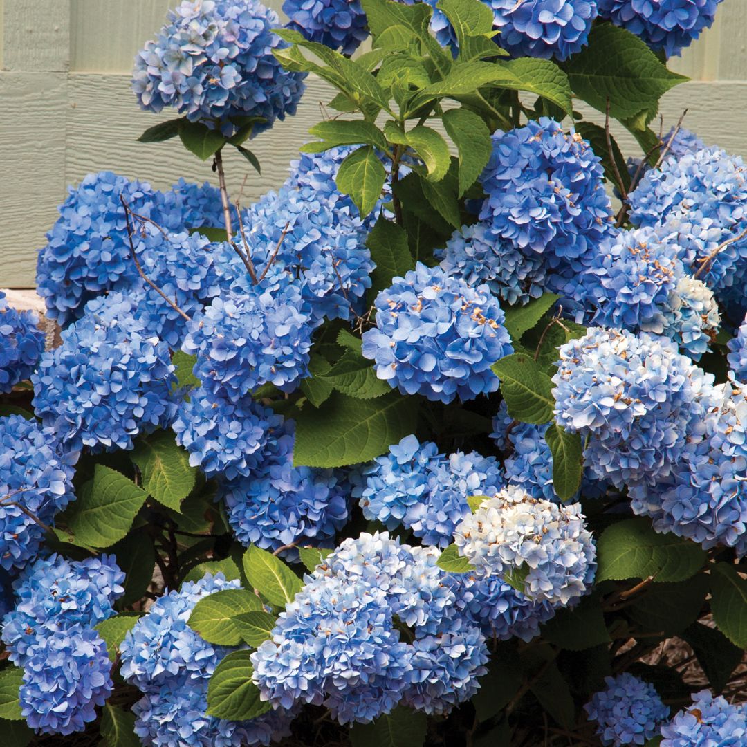 Southern Living Plant Collection 25642-1 shrubs - View #5