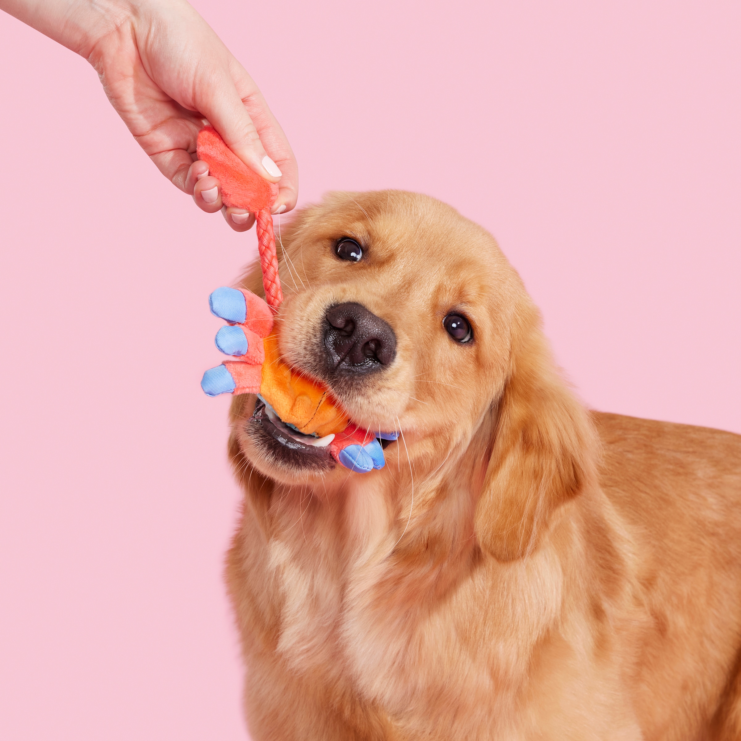 BARK 214275 Dog-Toys - View #5