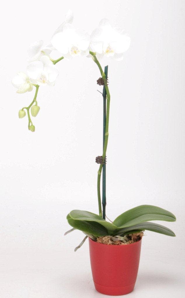 Holiday Living NURSERY Multicolor Moth orchid House plant in 4 Inch(es) Planter 1 -Pack