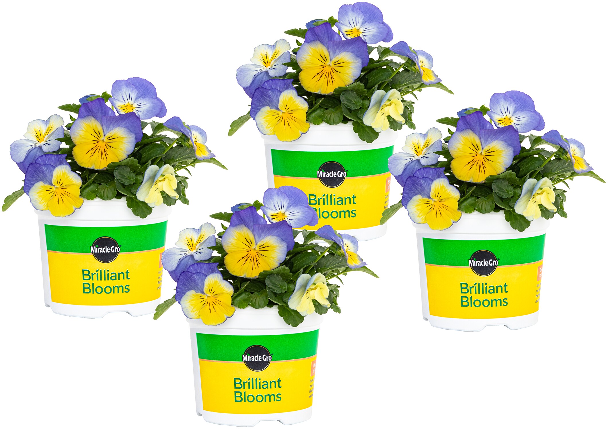 Miracle-Gro 203119 Multicolor Brilliant Blooms Blue and Yellow Morpho Pansy in 25-oz Pot
