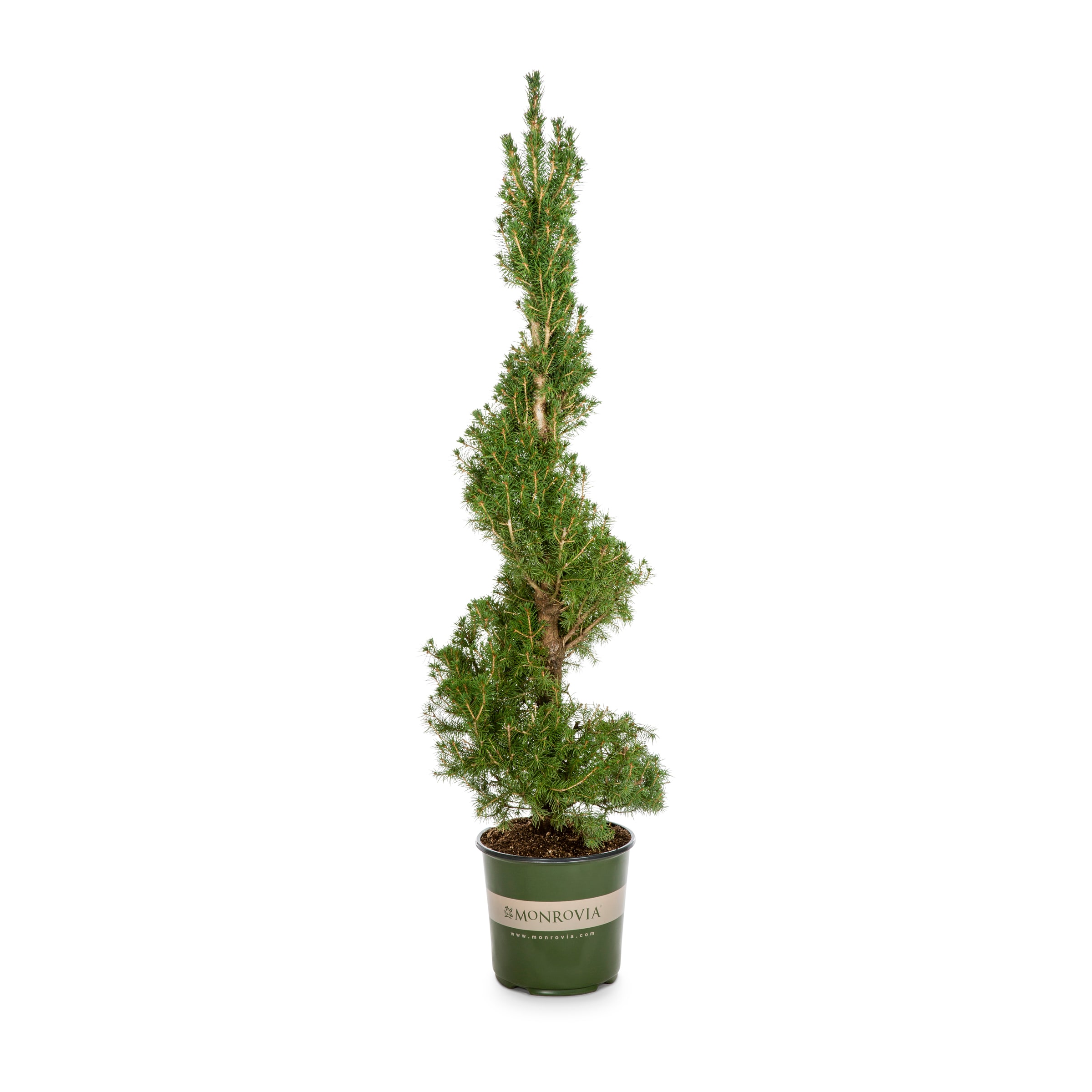 Lowe's NURSERY Dwarf Alberta Spruce Accent Shrub in 3.58 -Gallon Pot 1 -Pack