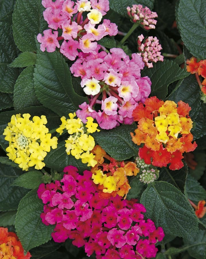 Lowe's NURSERY Multicolor Lantana Plant in 3 -Quart