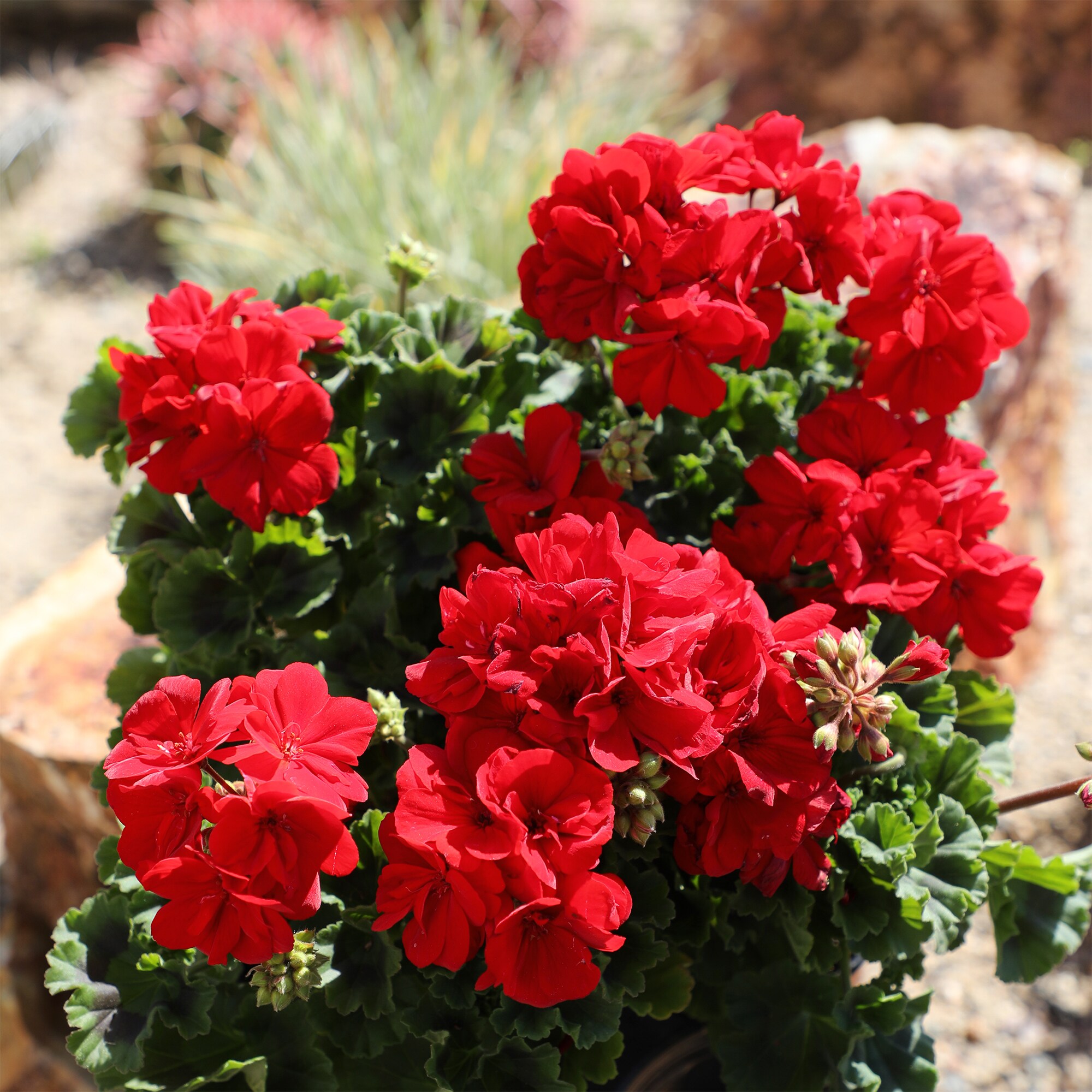 Altman Plants 0872840 perennials - View #2