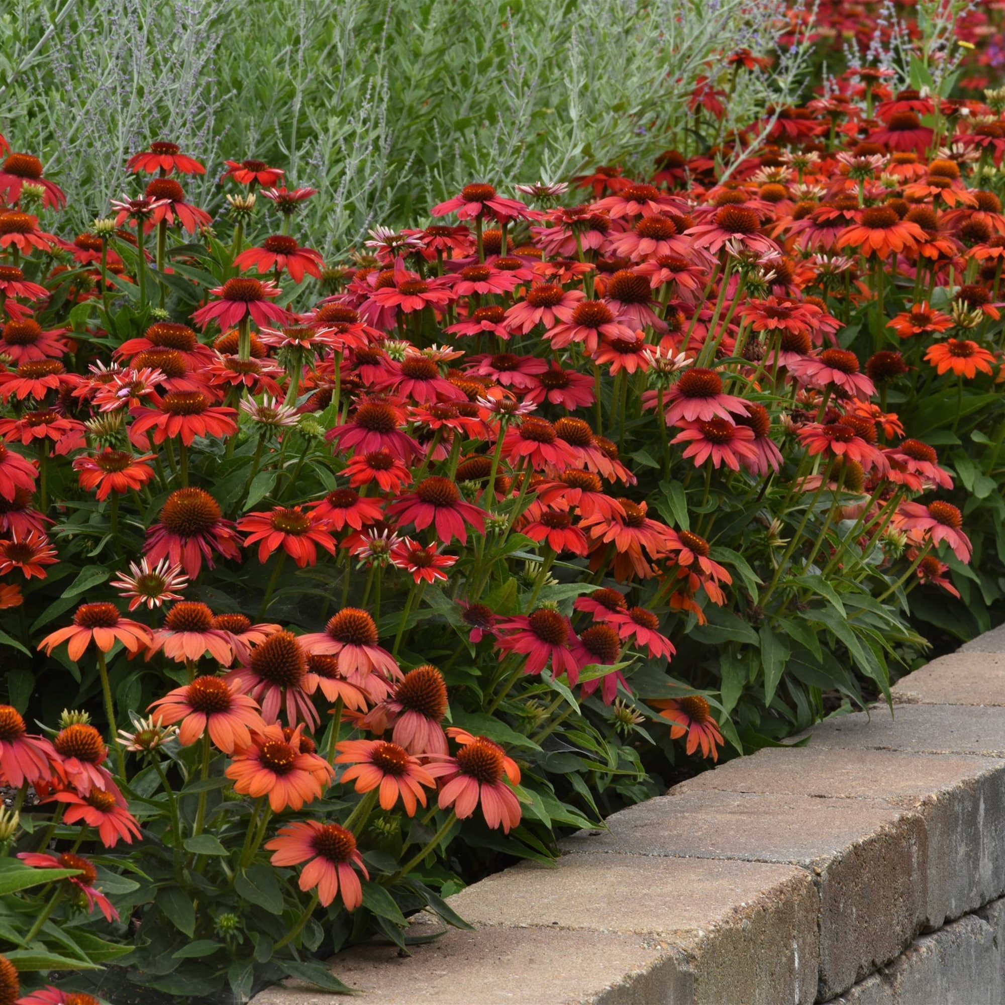 National Plant Network LW1452 perennials - View #2