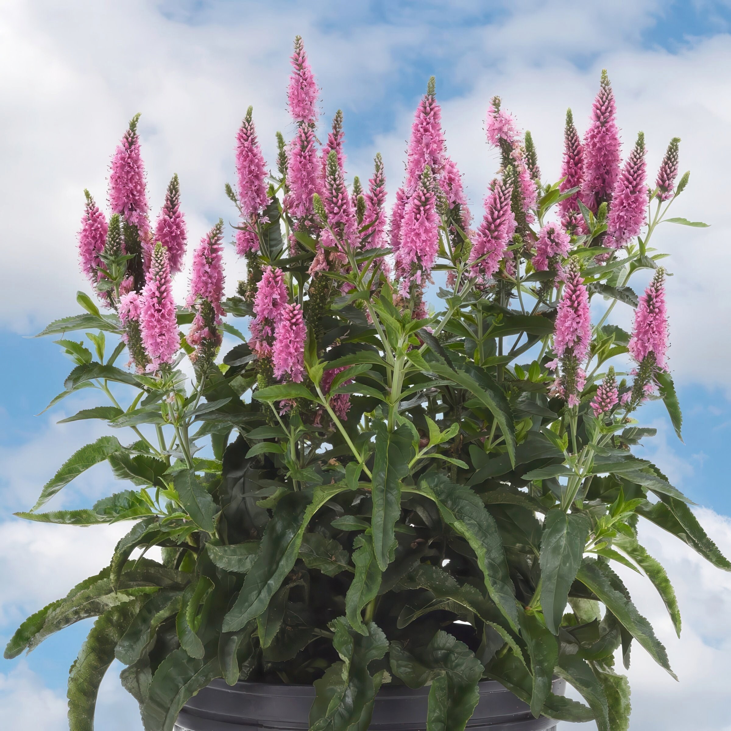 National Plant Network LW2209 perennials - View #6
