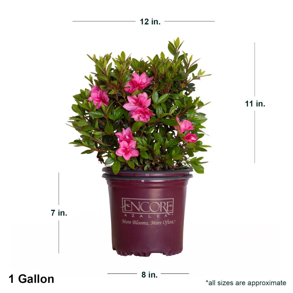 Encore Azalea Pink Autumn Empress Azalea Flowering Shrub in 1-Gallon Pot