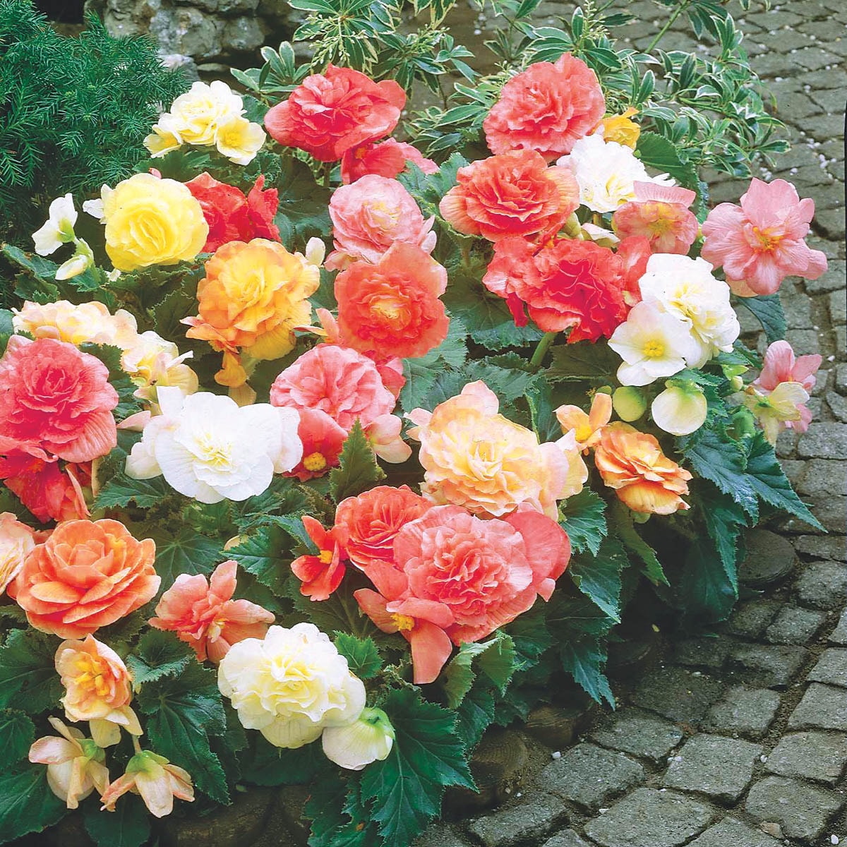 Direct Gardening 96036 Multicolor Flowering Pastel Begonia Dormant Bulbs 8 Count