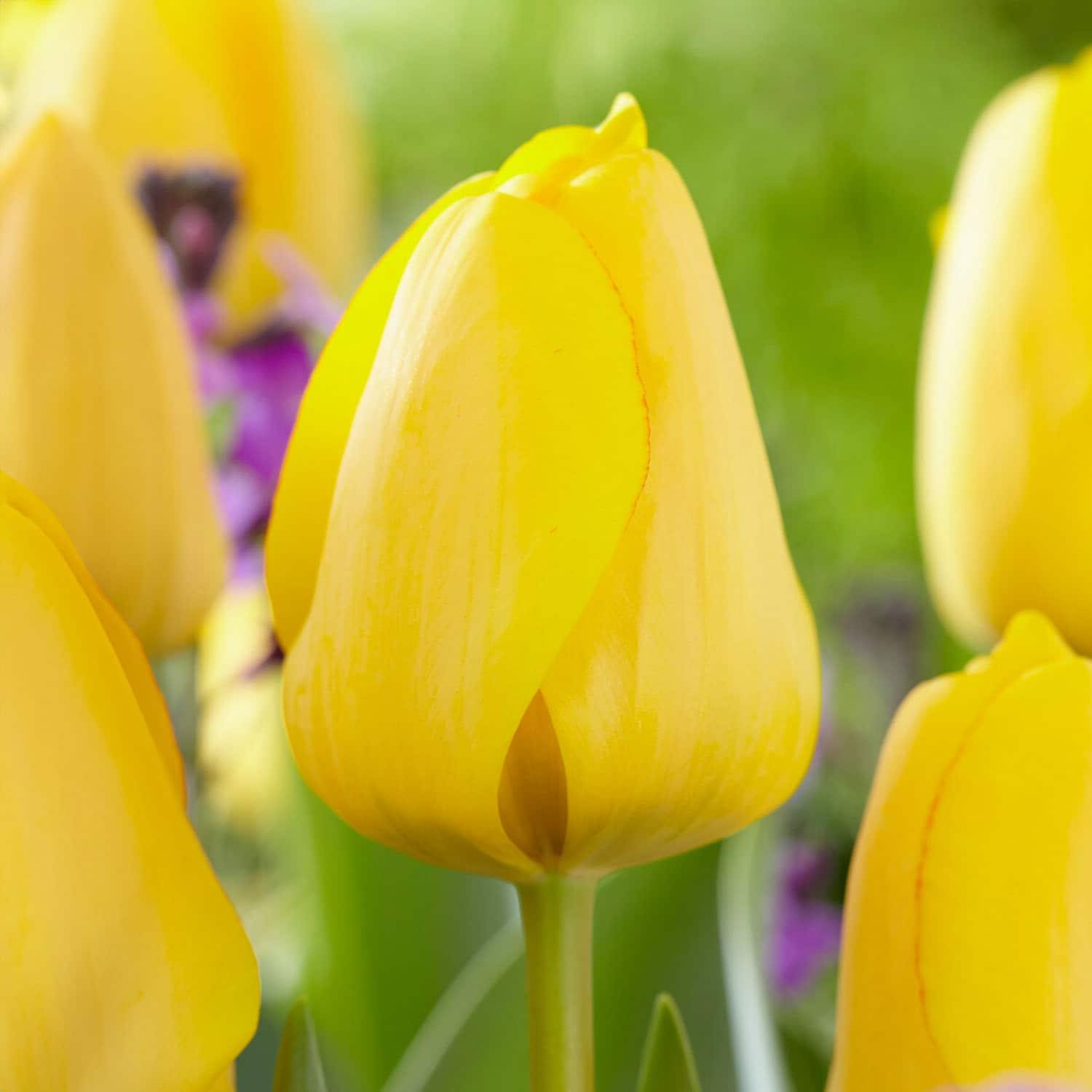 Garden State Bulb ECF-90-50-02 Yellow Golden Apeldoorn Darwin Hybrid Tulip Bulbs 50 Count