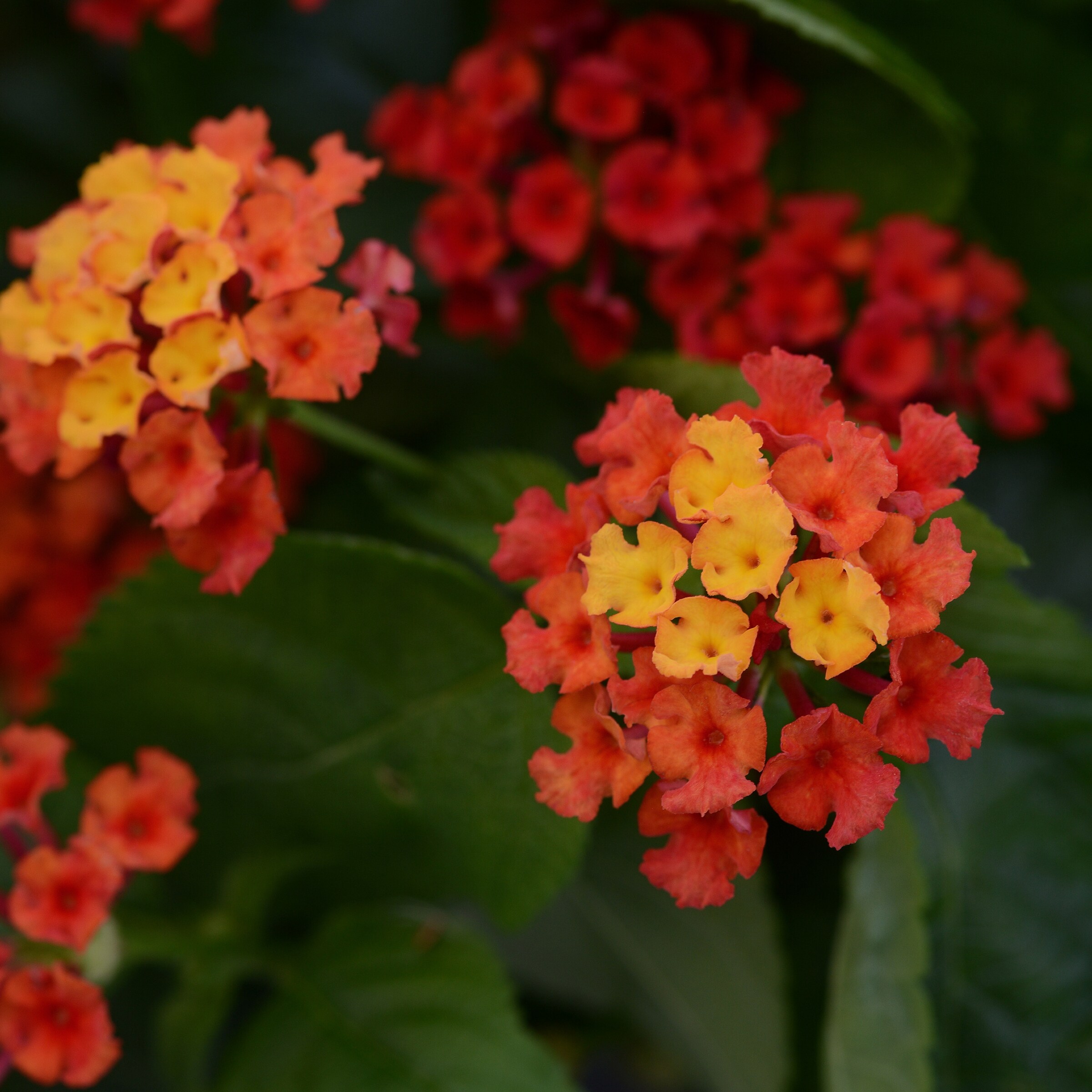 National Plant Network LW1572 annuals - View #3