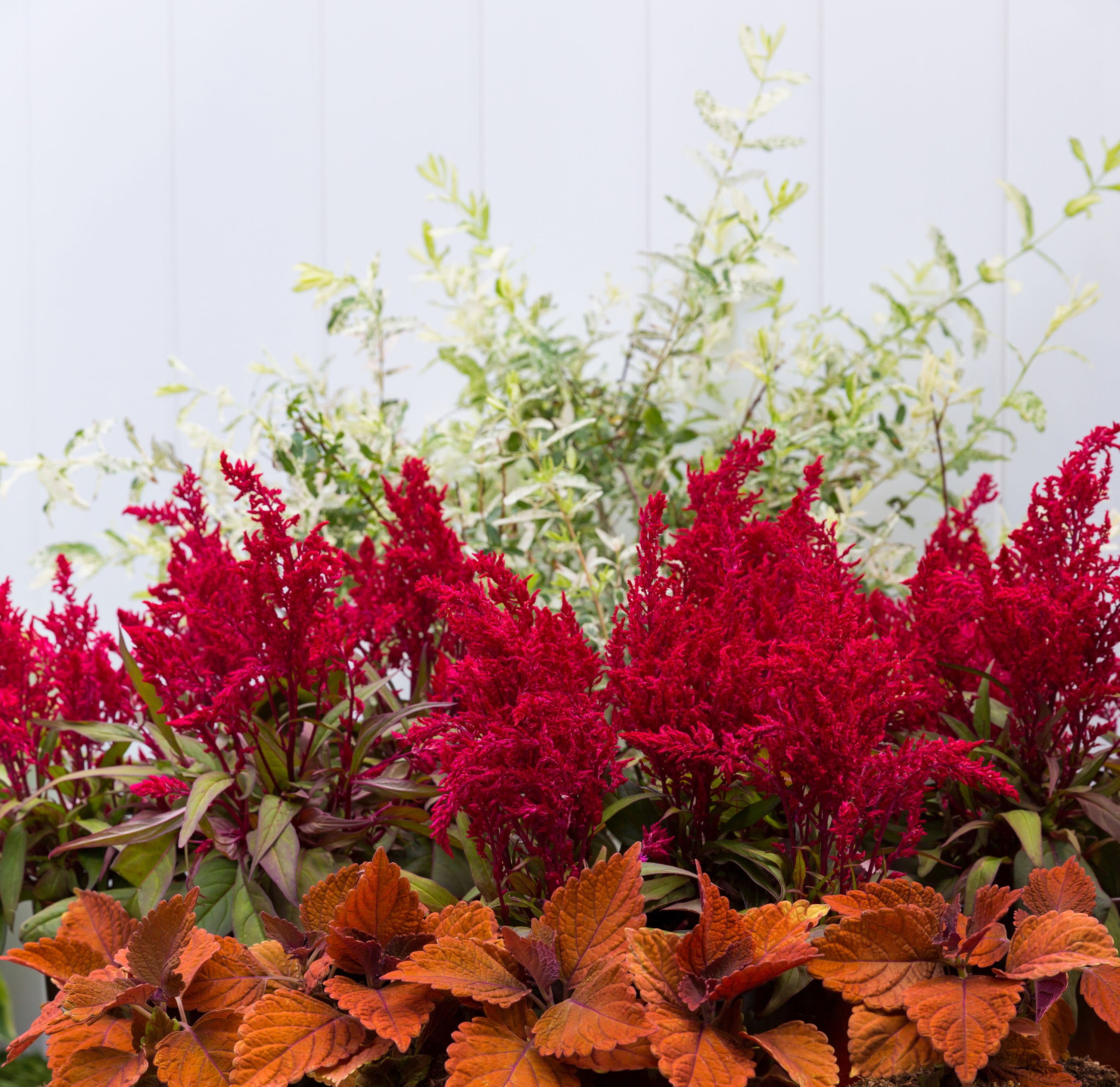 Metrolina Greenhouses 4021 annuals - View #3
