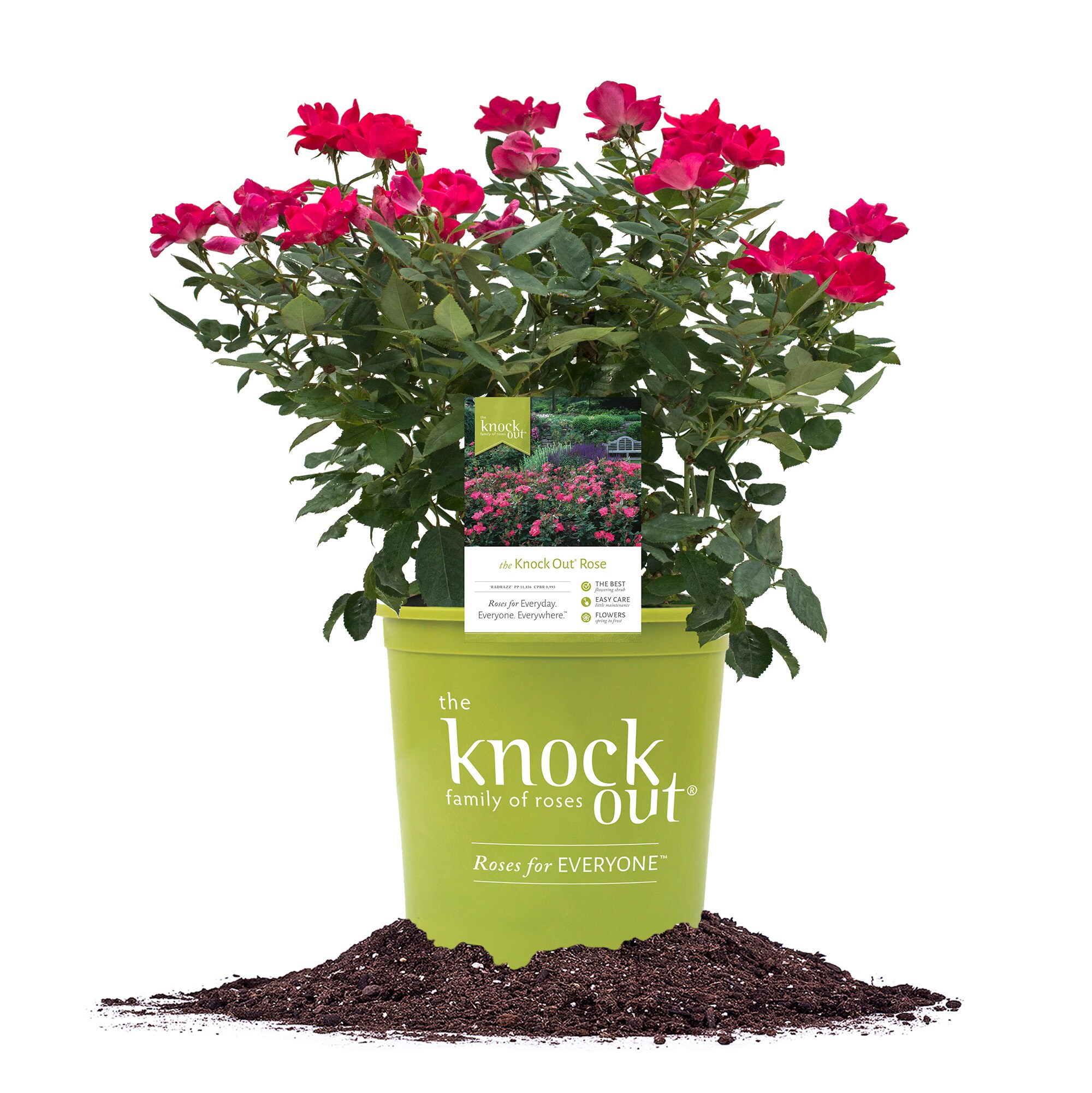 Red KnockOut Rose Plants, Bulbs & Seeds at Lowes.com