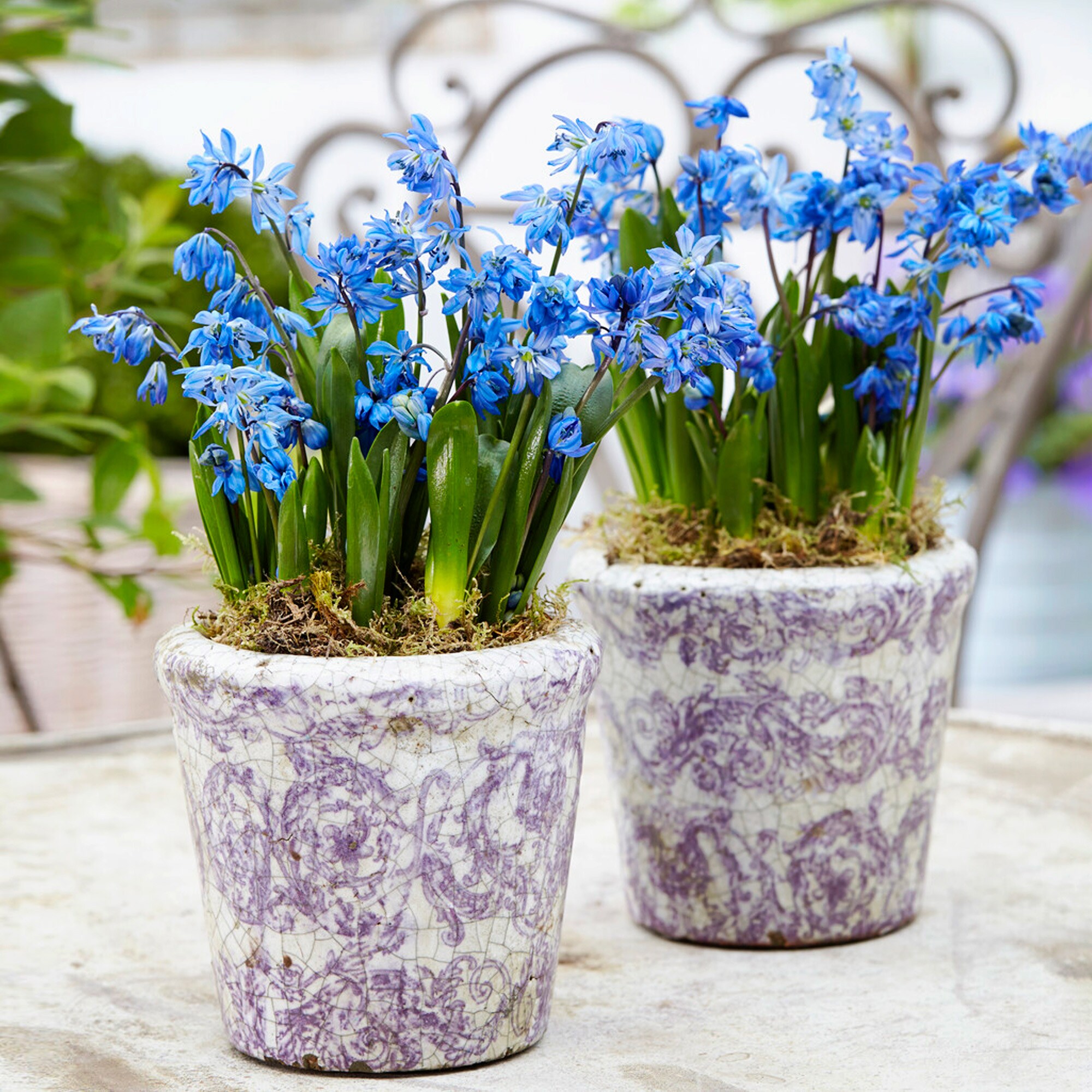 Garden State Bulb ECF-125-100-02 Plant-Bulbs - View #6