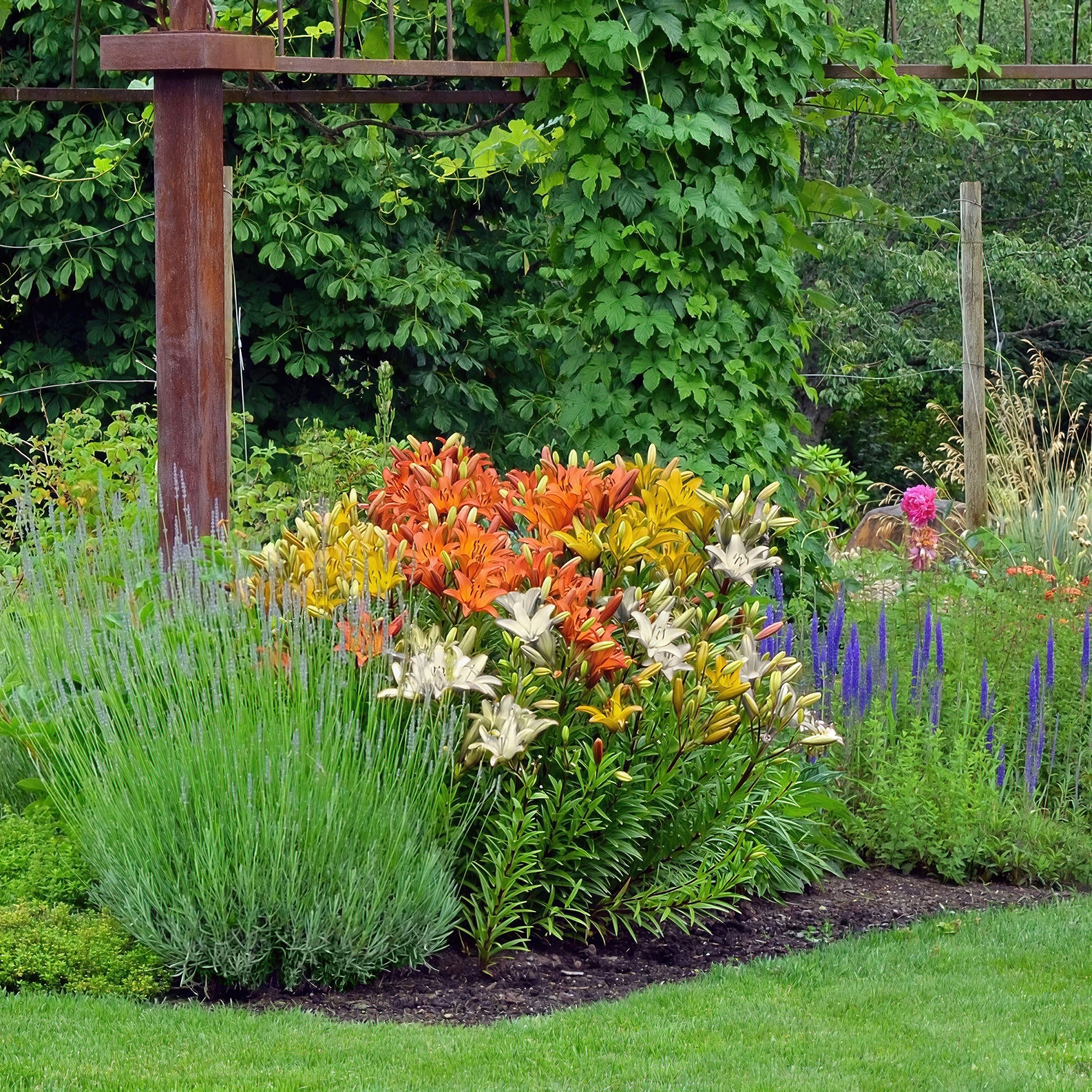 National Plant Network LW2603 perennials - View #7
