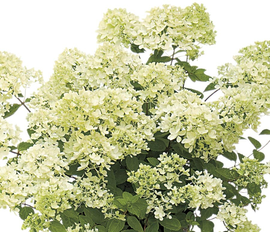 Lowe's White Bombshell Hydrangea Flowering Shrub In Pot (With Soil) at ...