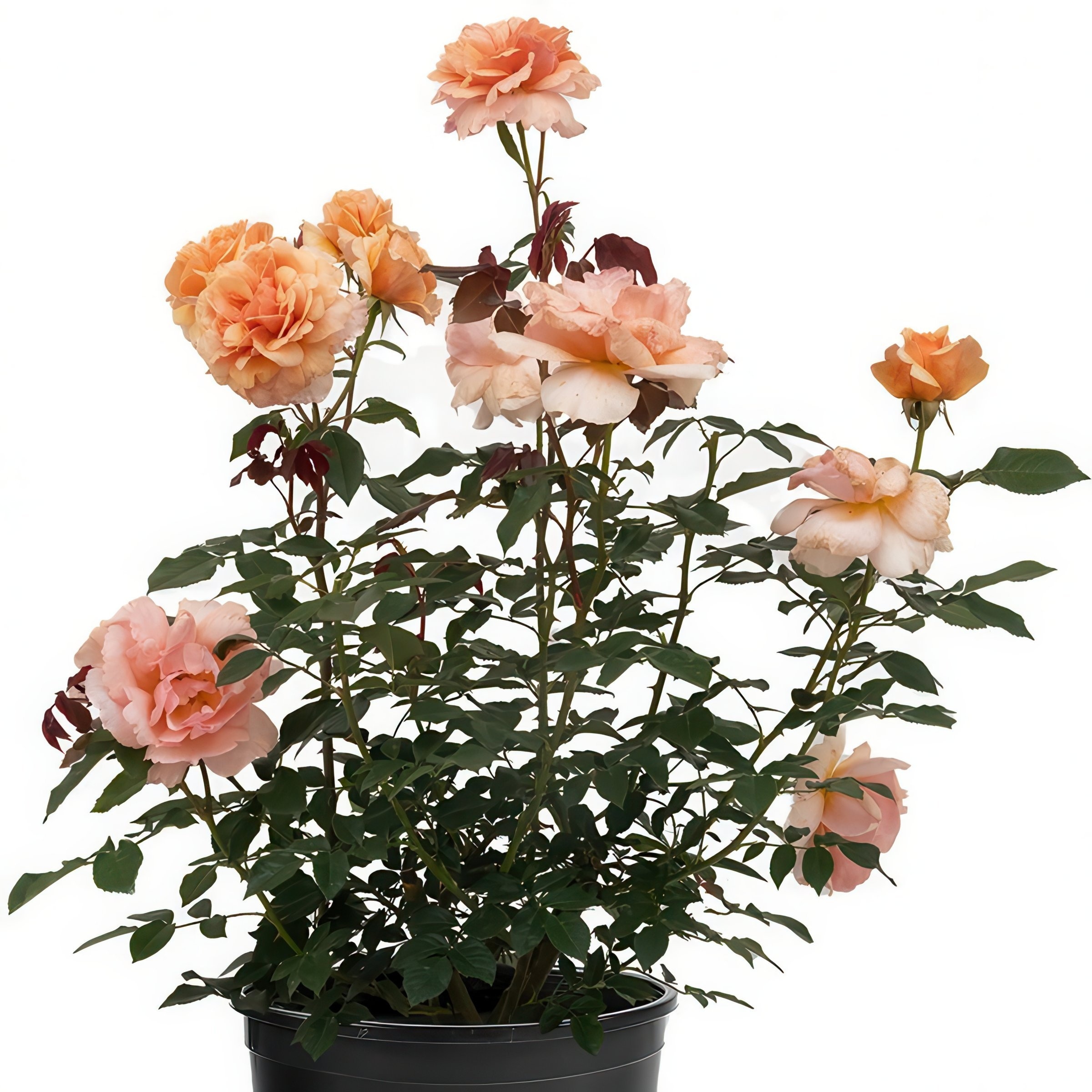 National Plant Network LW2173 roses - View #8