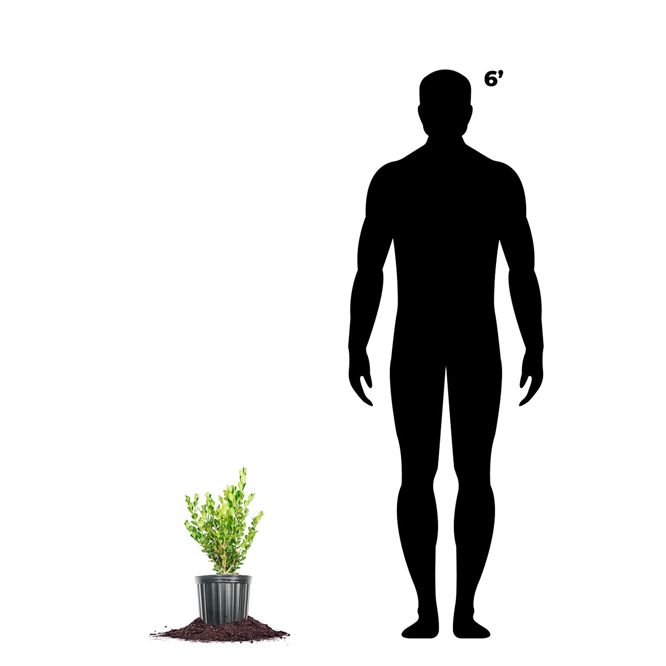 Perfect Plants LOWINTERGEMBOXWOOD1G shrubs - View #4