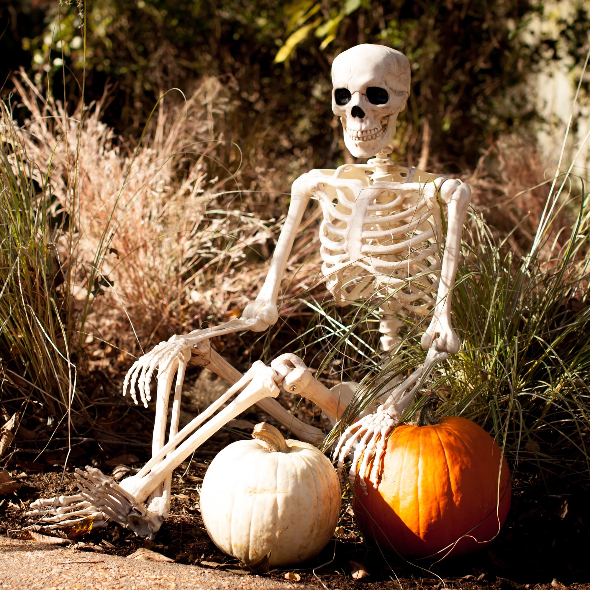 Image of Halloween Posable Skeleton