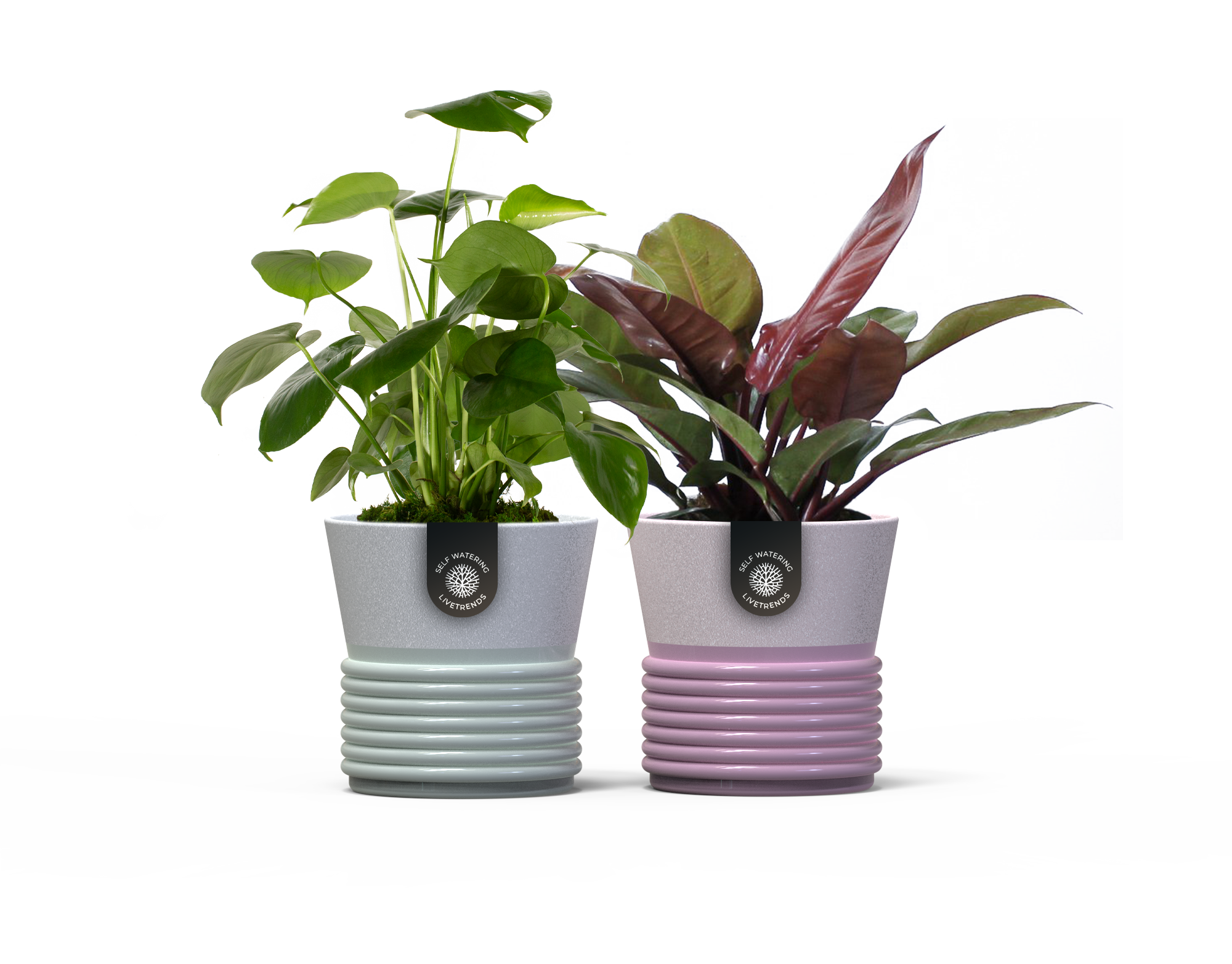 LiveTrends ASB07043 Vibrance House plant in 36 Ounce(s) Pot 1 -Pack