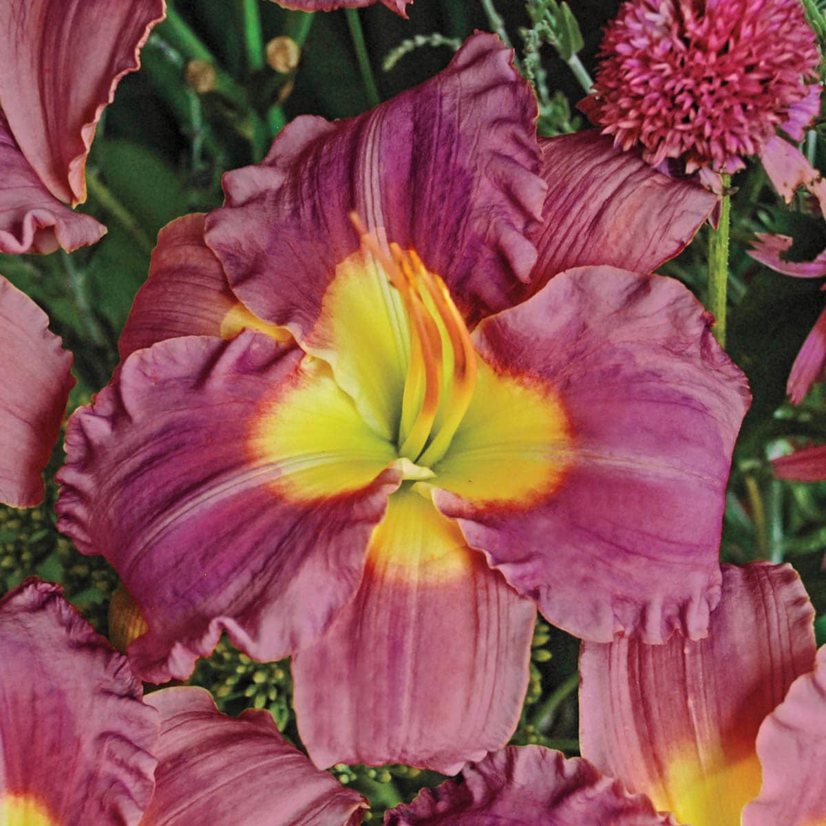 Direct Gardening 97174 perennials - View #2
