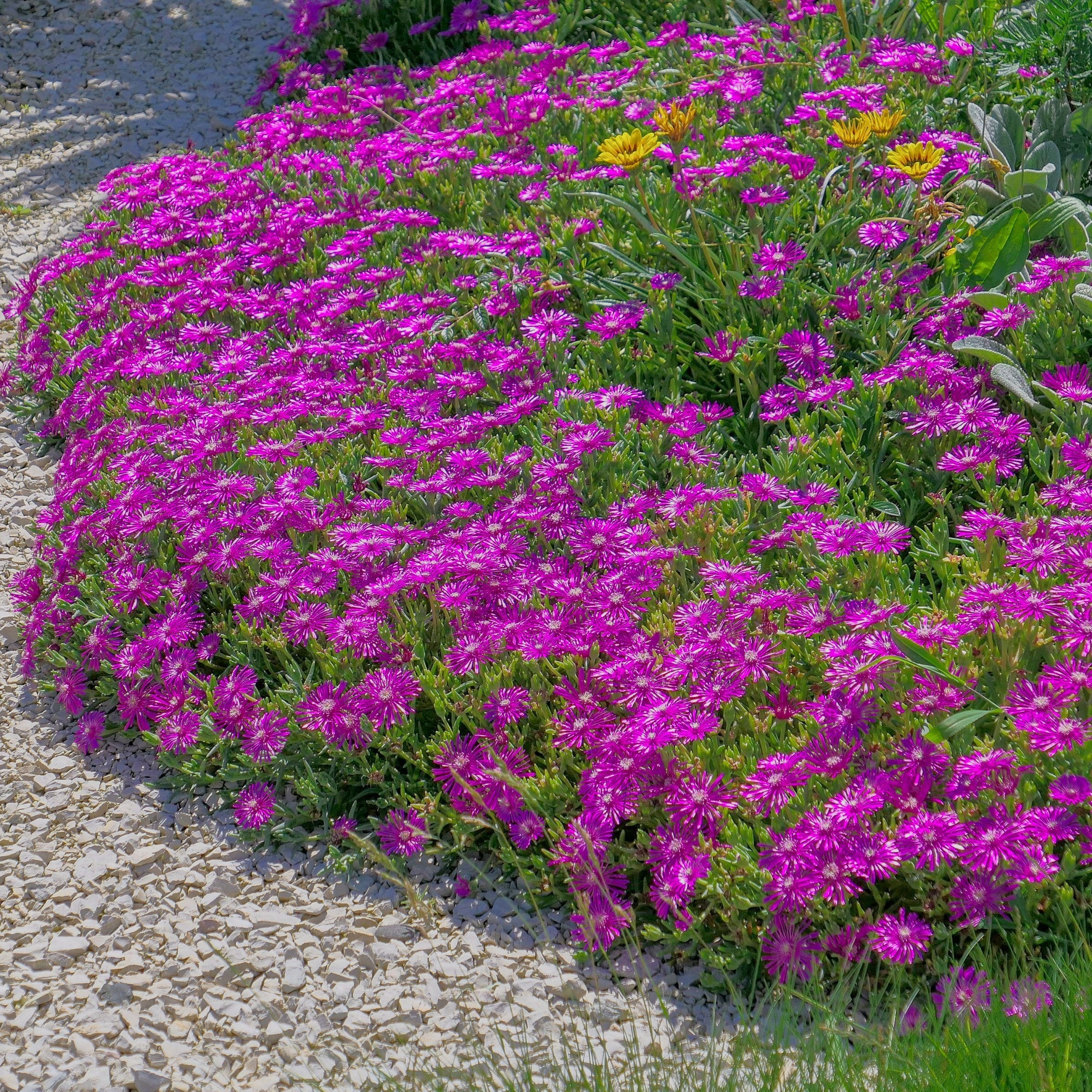 National Plant Network LW2202 perennials - View #4