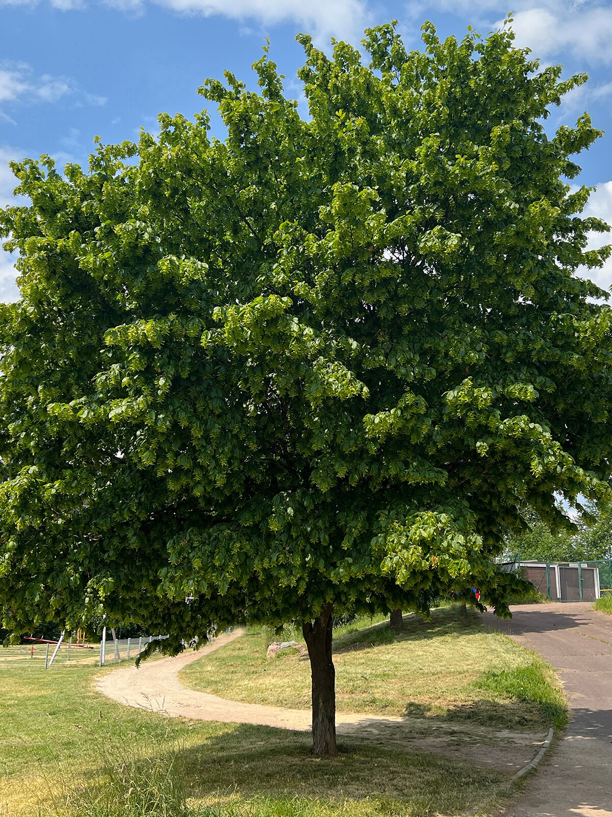 Southern Planters HOREUR05G 5 -Gallon Yellow Shade European Hornbeam In pot (with soil)